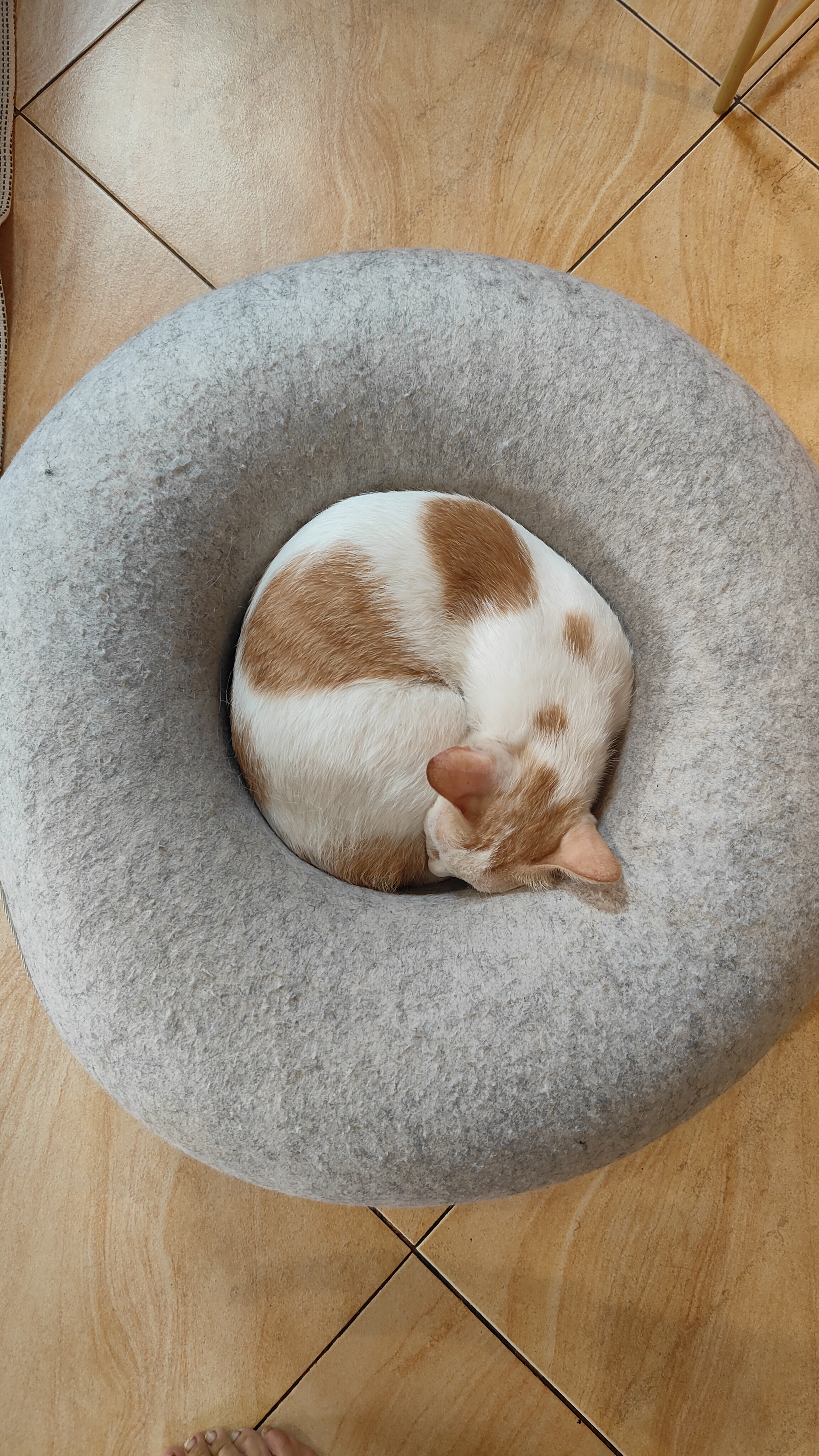 Luang Prabang.- cat café