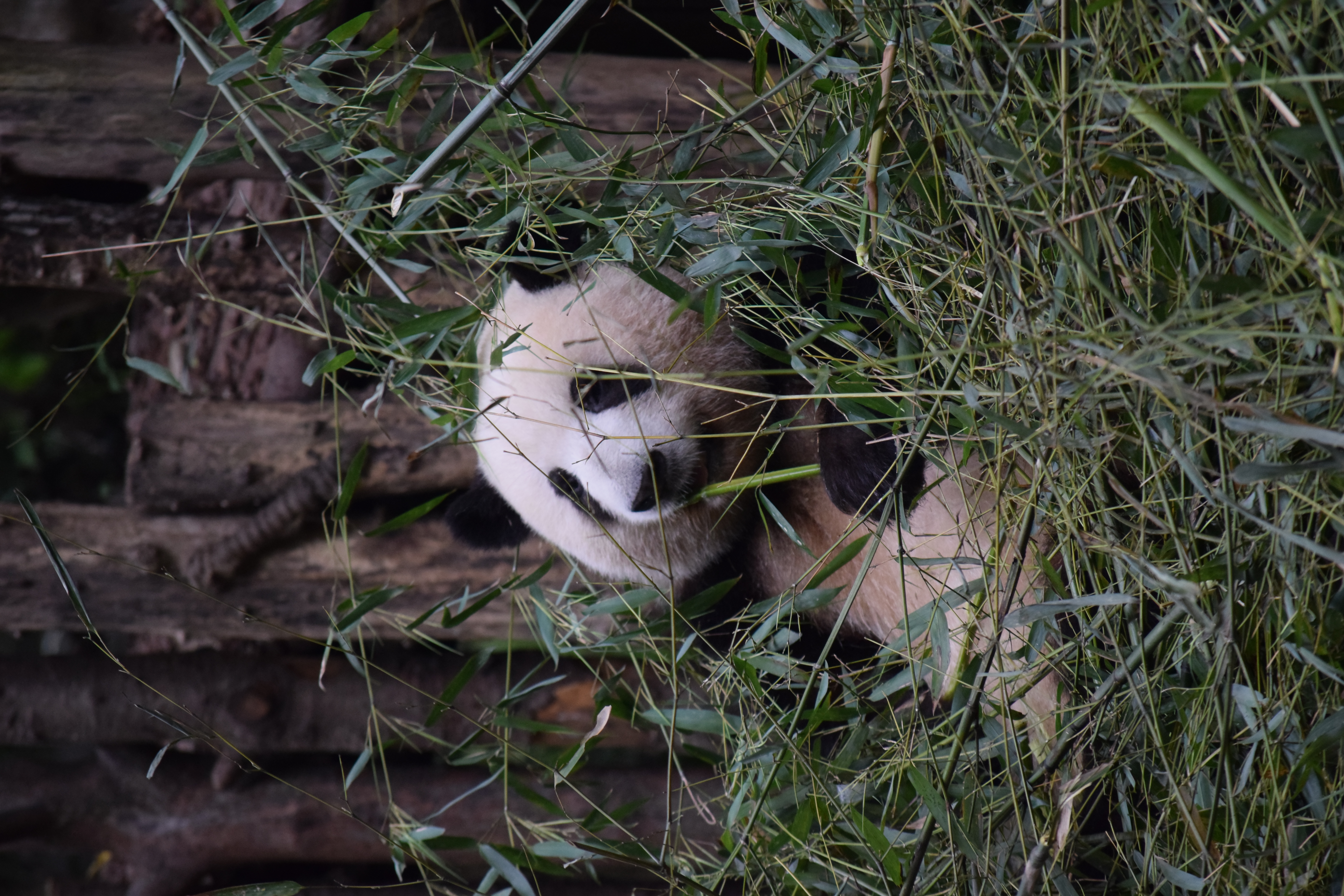 Panda Base - Sichuan