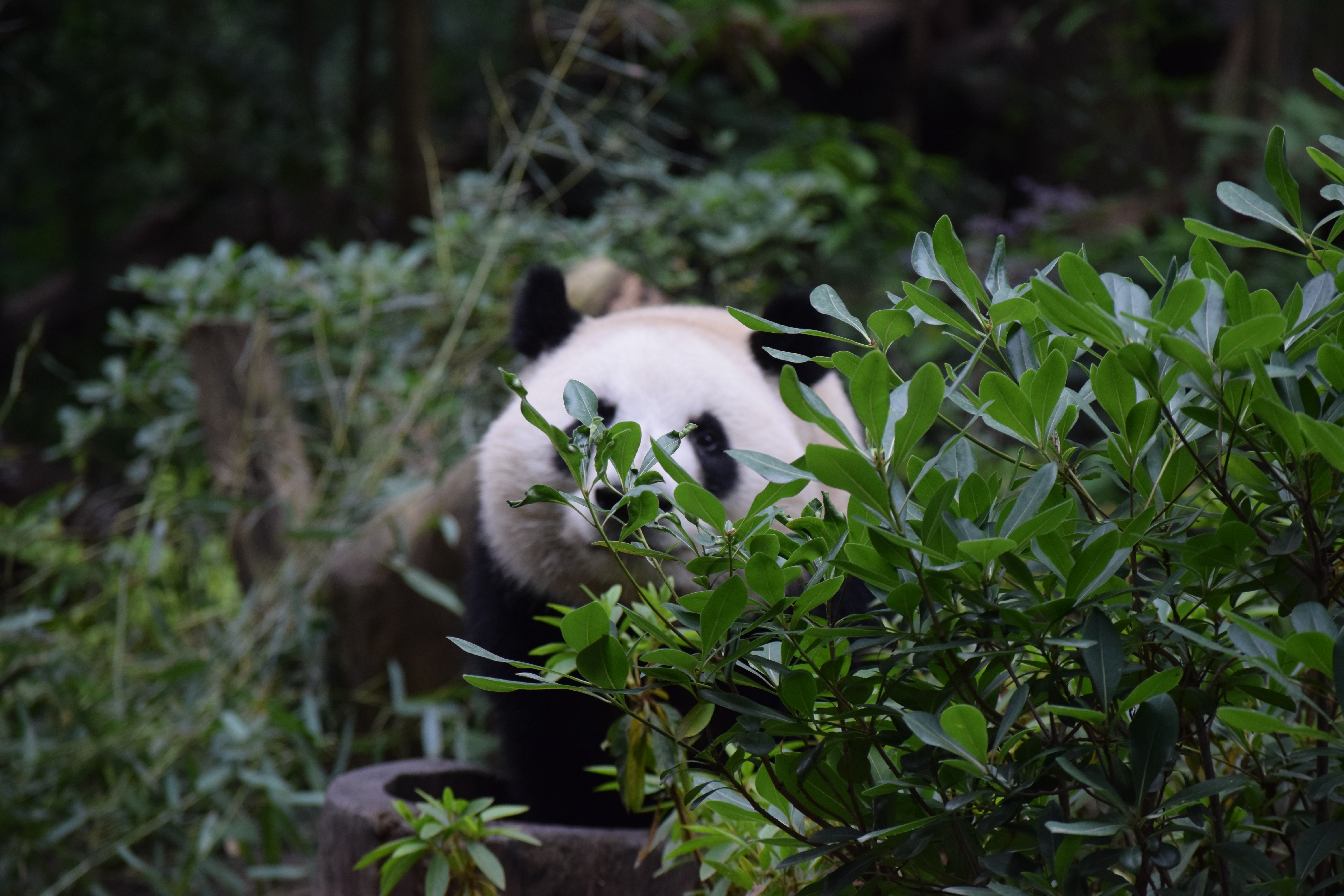 Panda Base - Sichuan