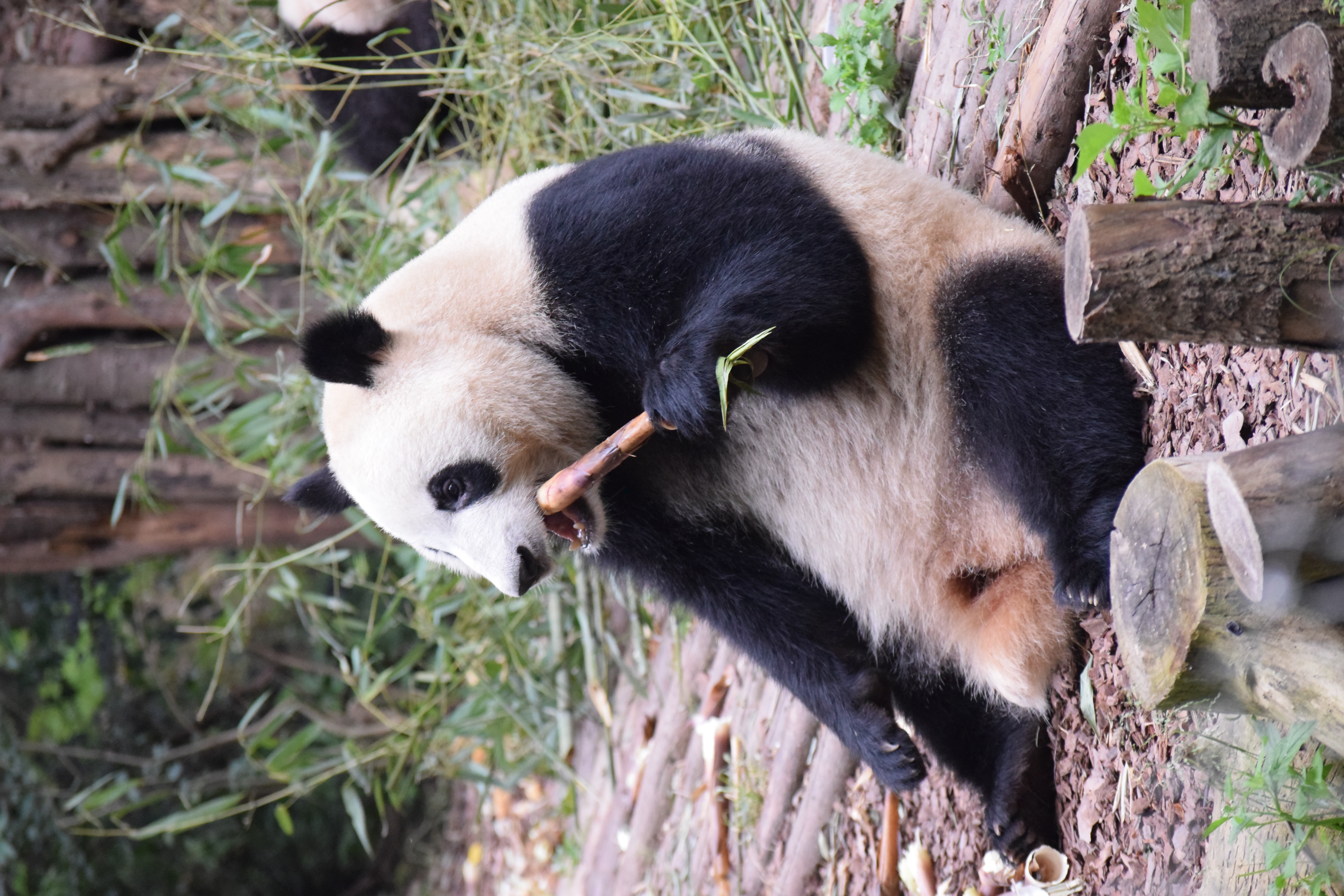 Panda Base - Sichuan