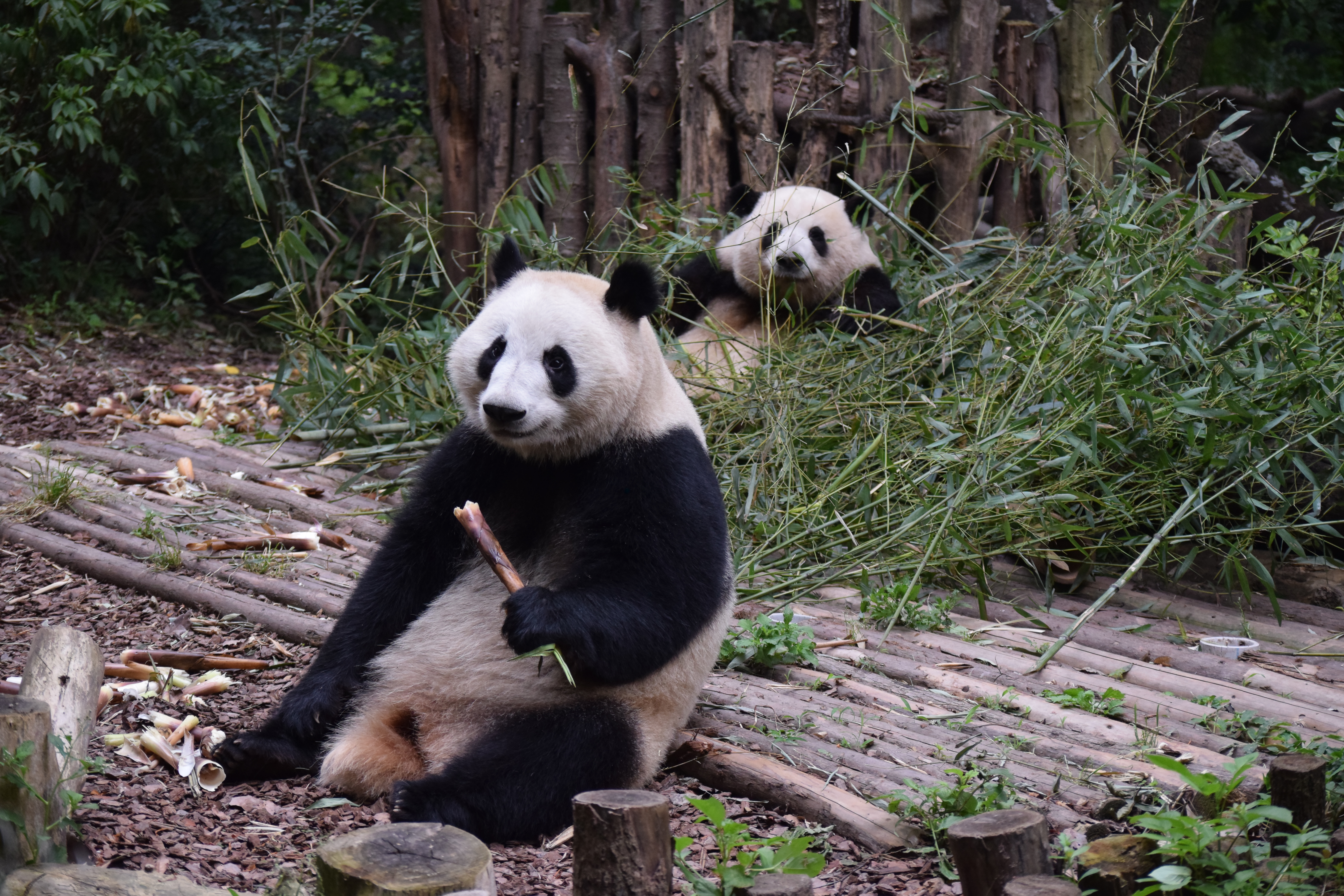 Panda Base - Sichuan