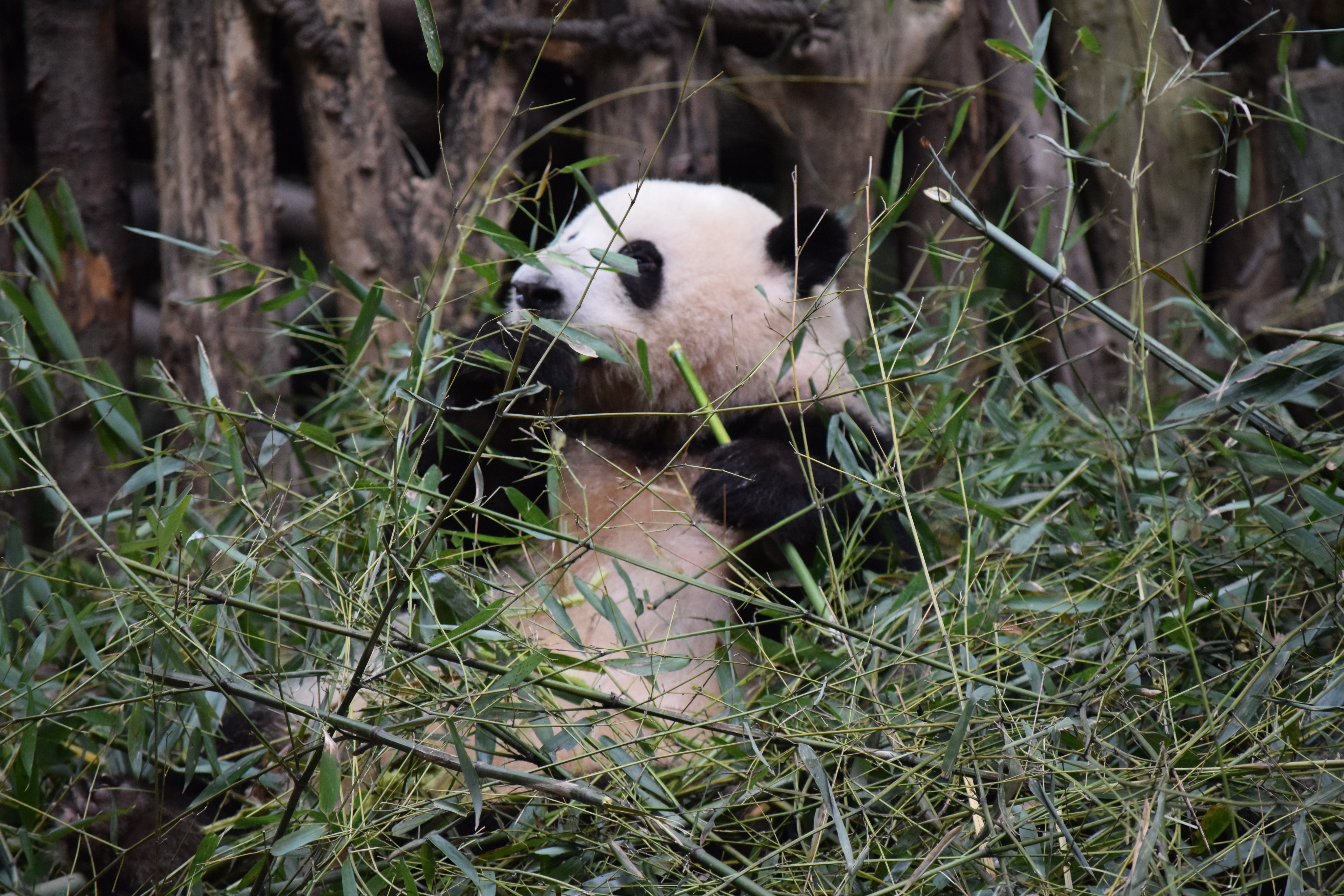 Panda Base - Sichuan