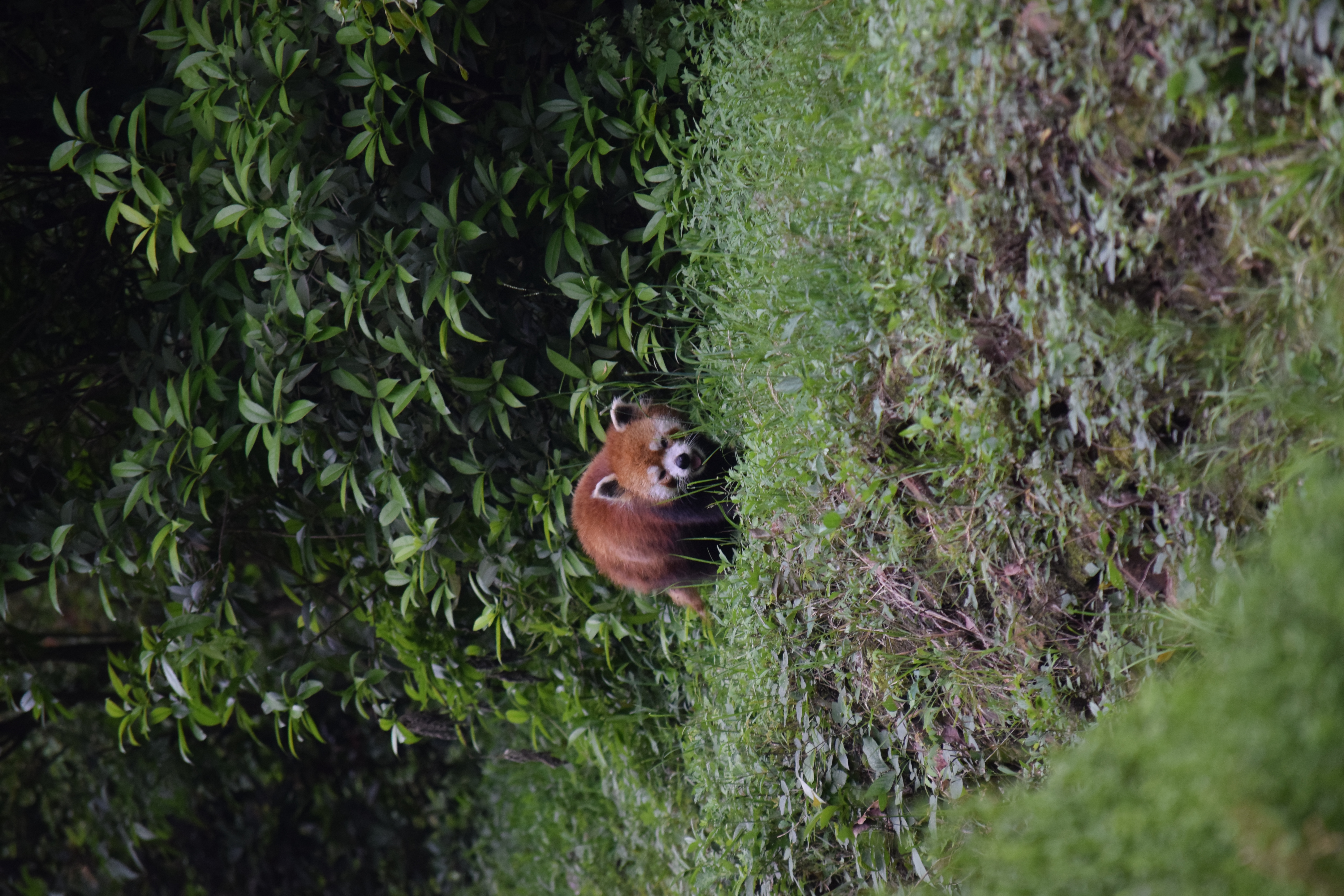 Panda Base - Sichuan