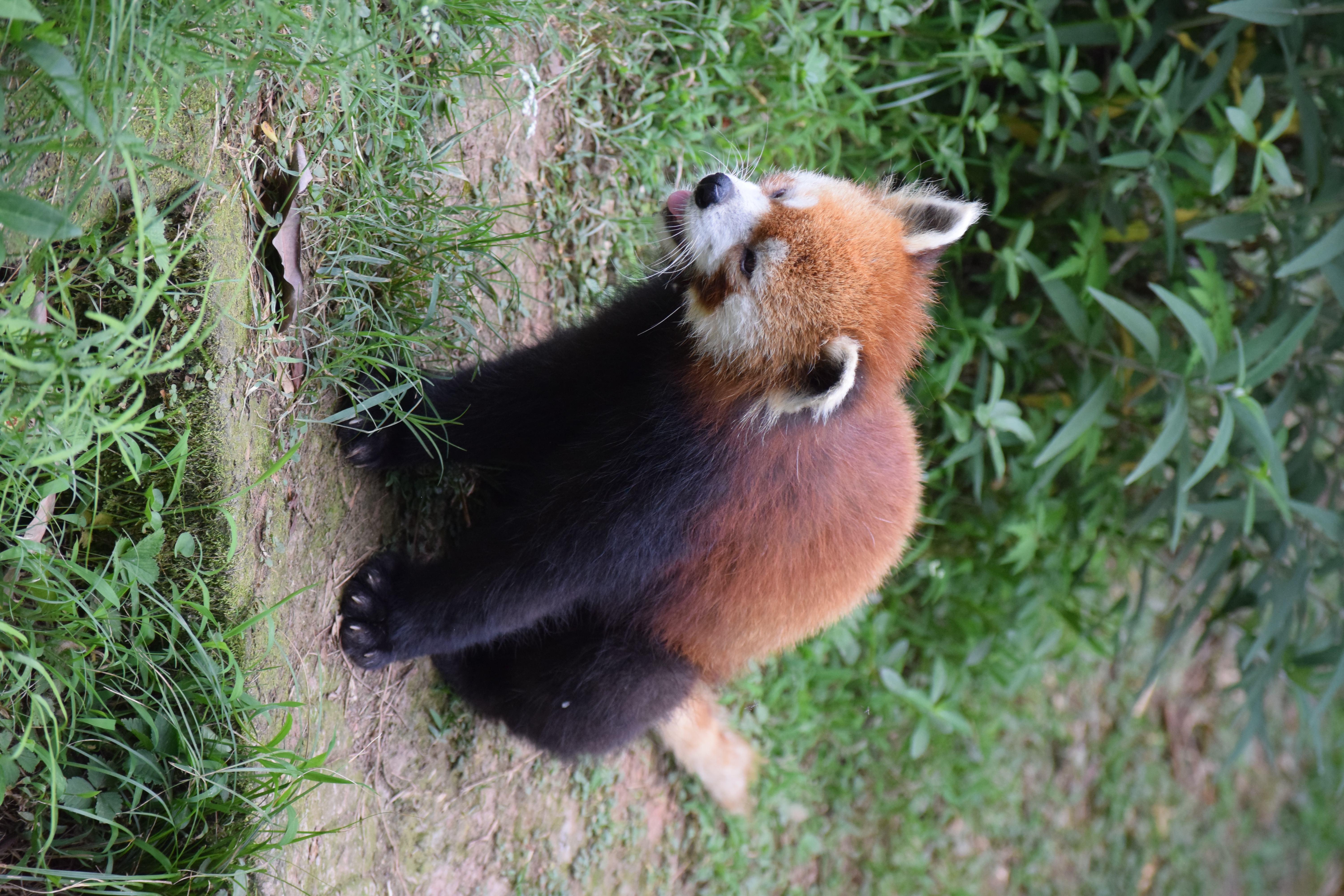 Panda Base - Sichuan