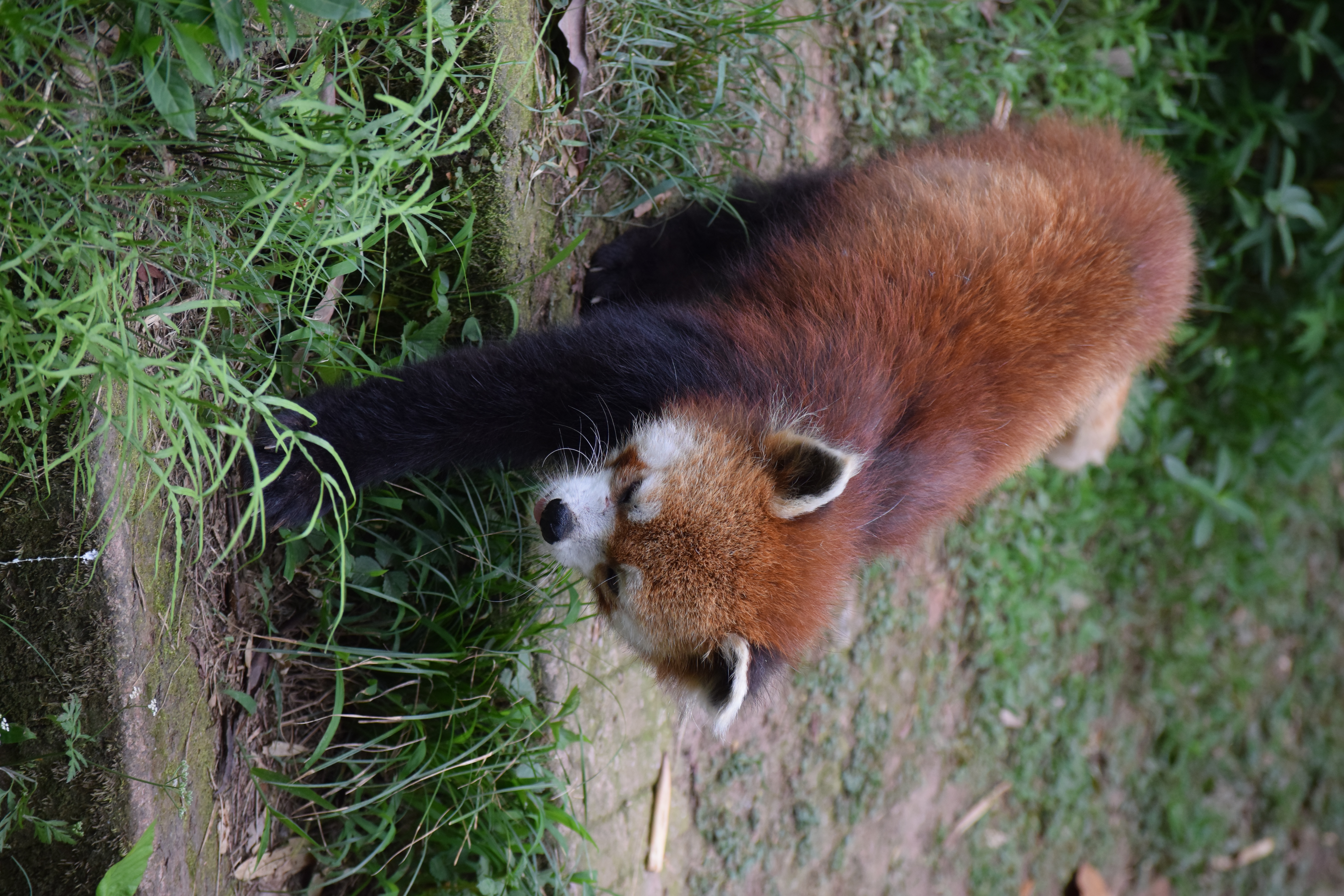 Panda Base - Sichuan