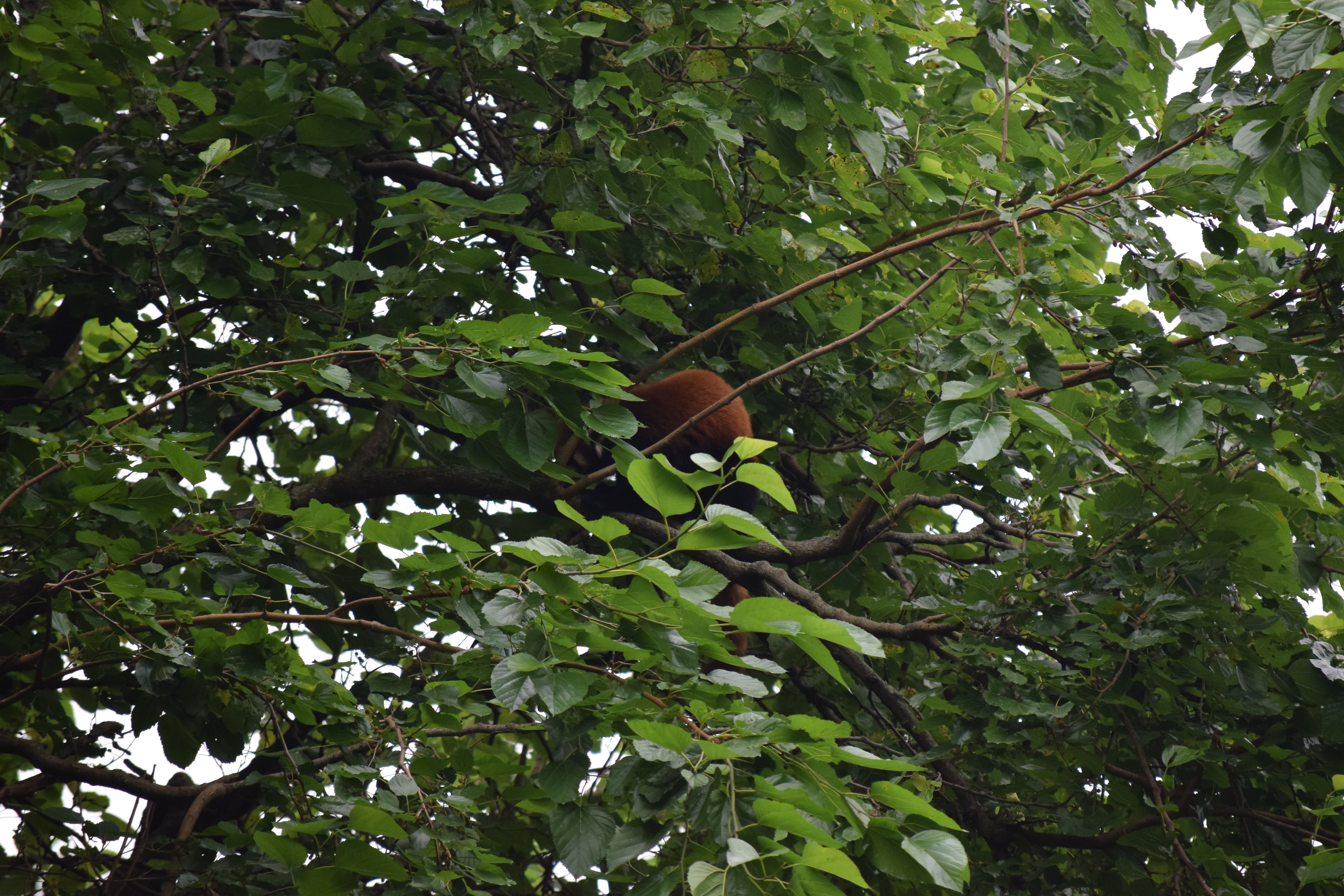 Panda Base - Sichuan