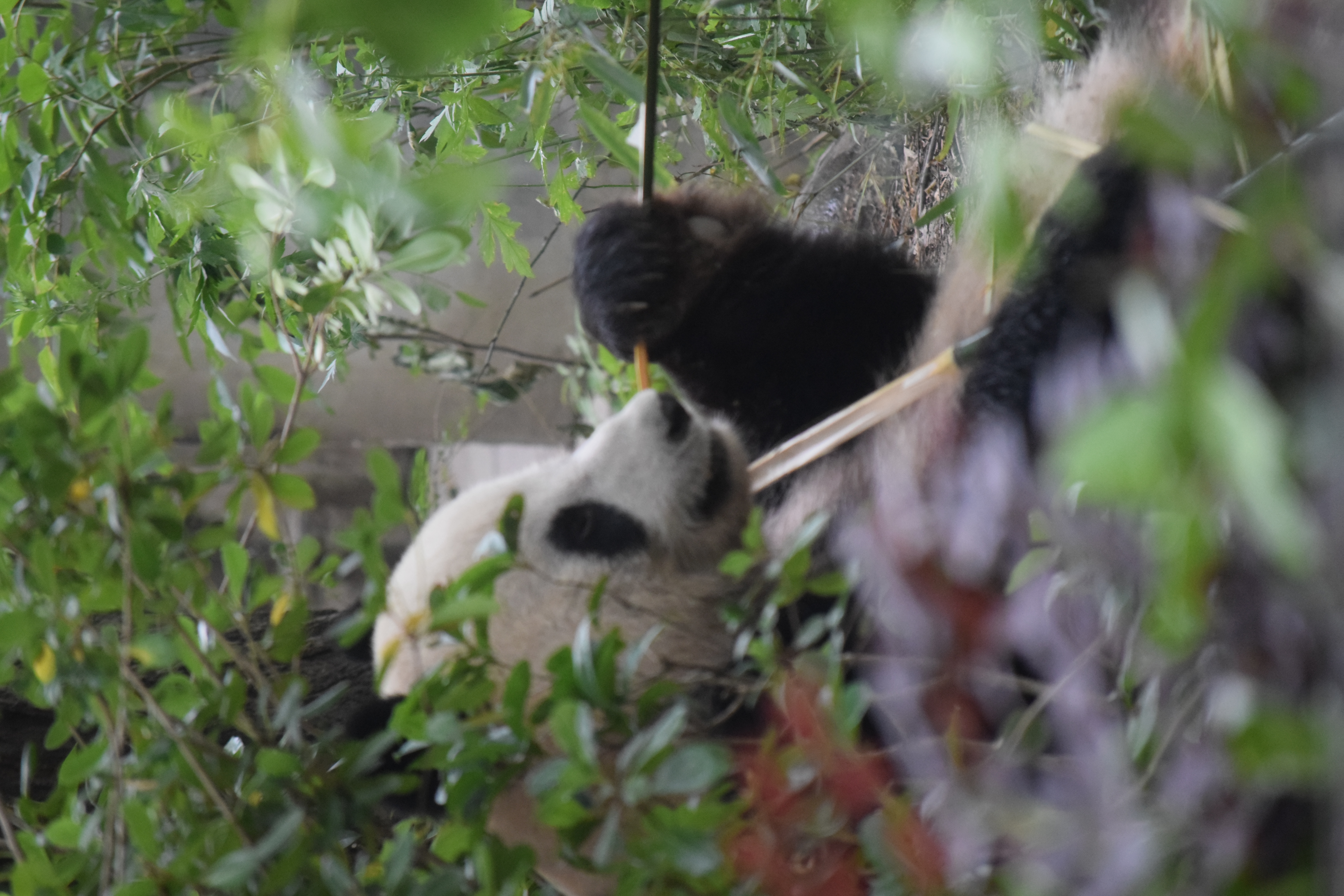 Panda Base - Sichuan