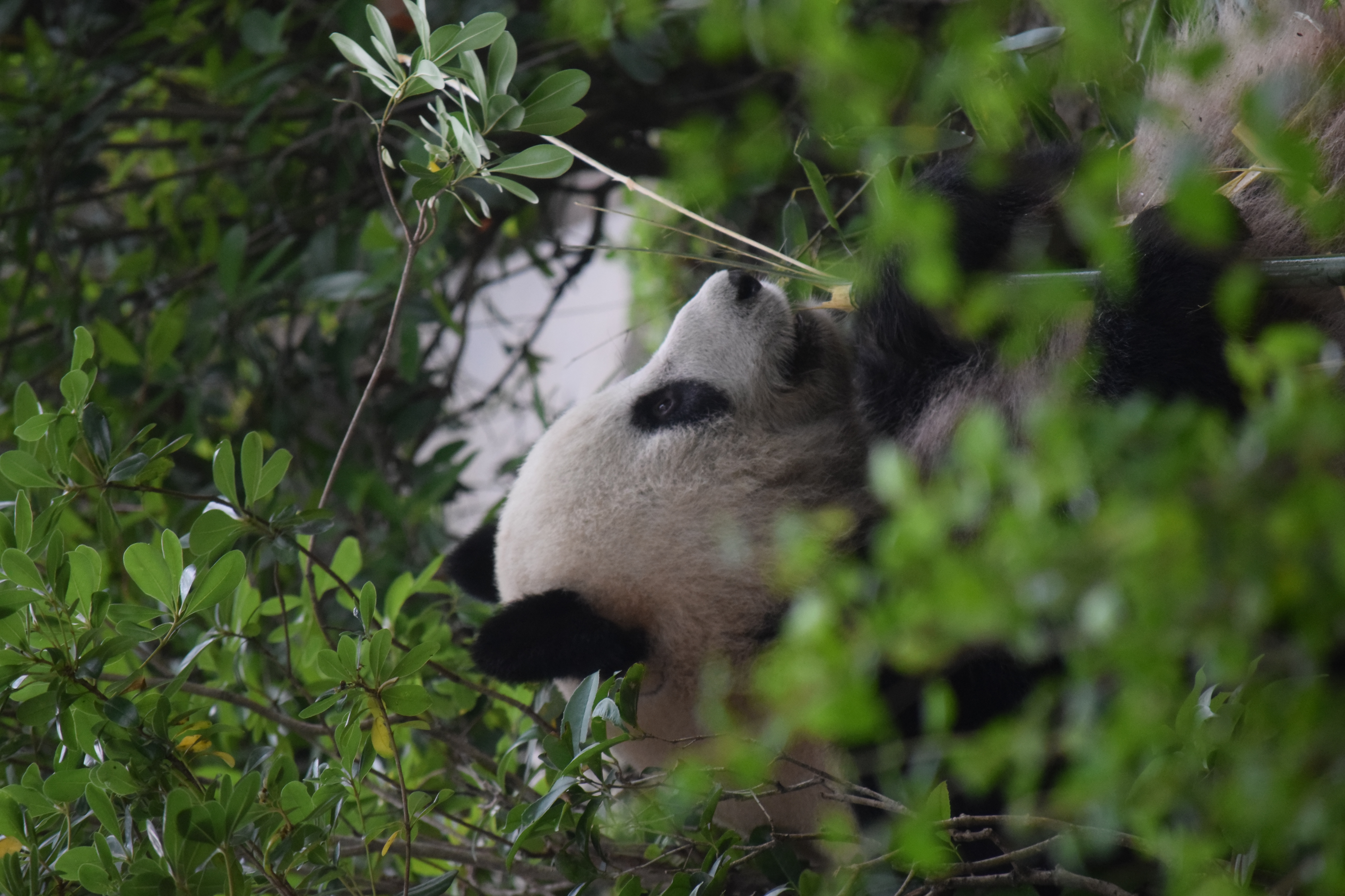 Panda Base - Sichuan