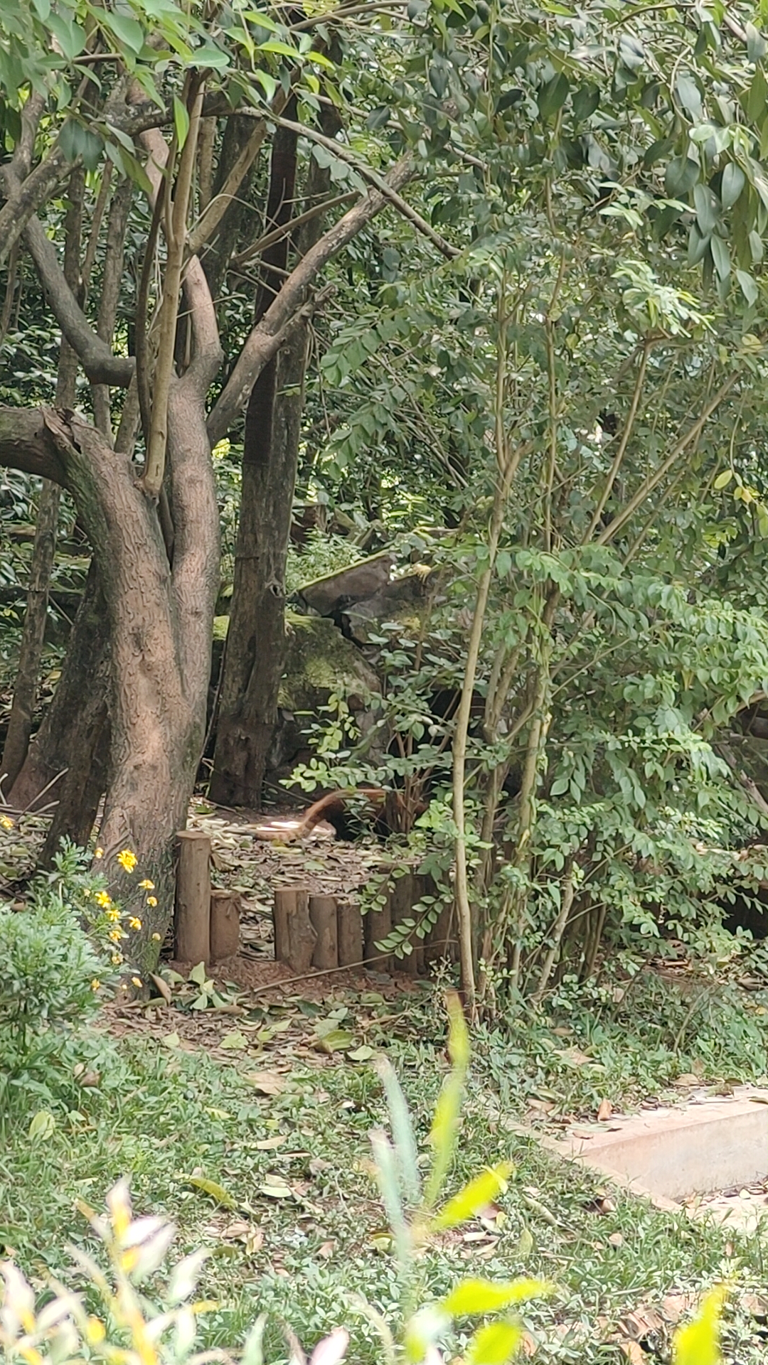Panda Base - Sichuan