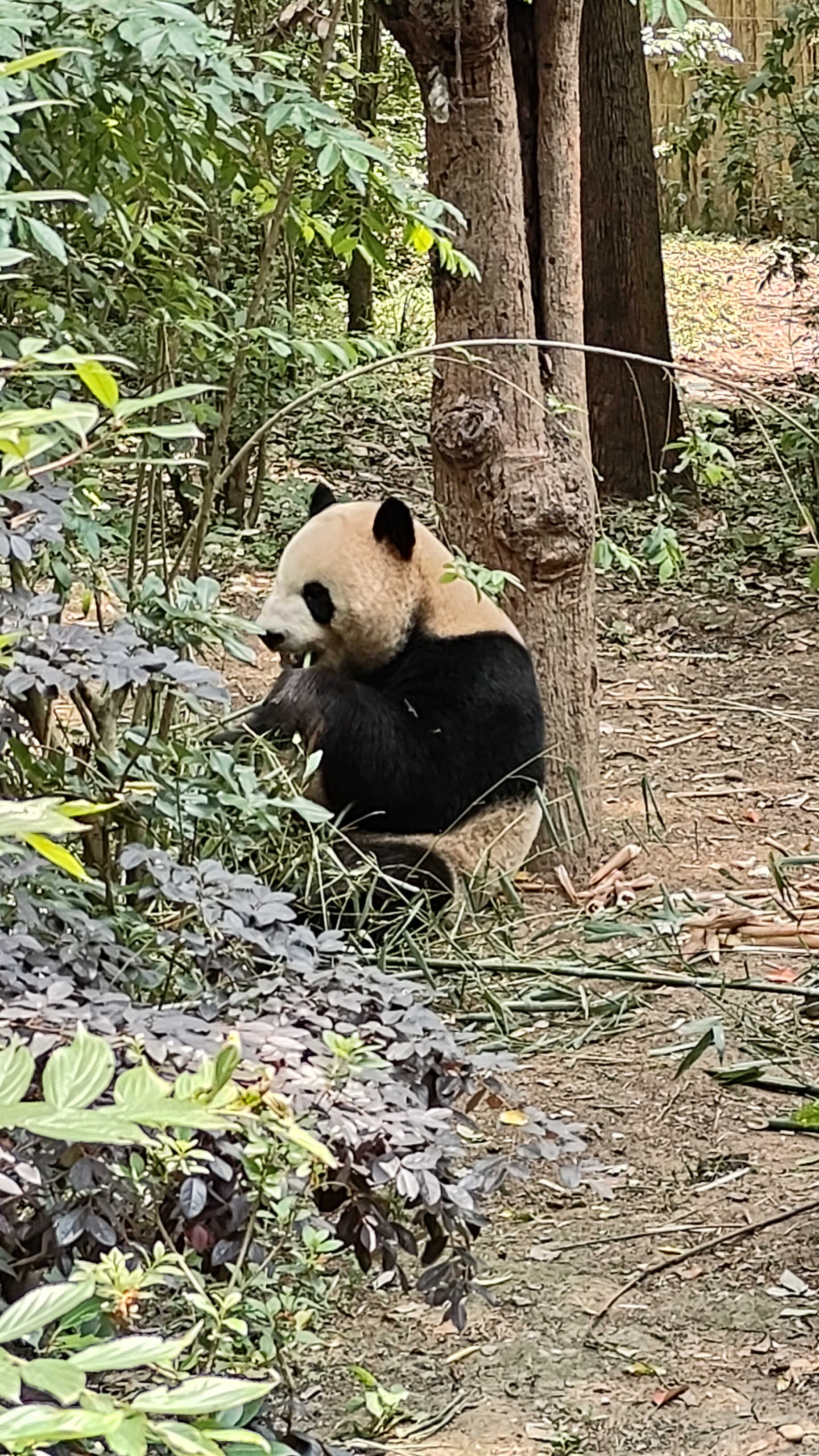 Panda Base - Sichuan