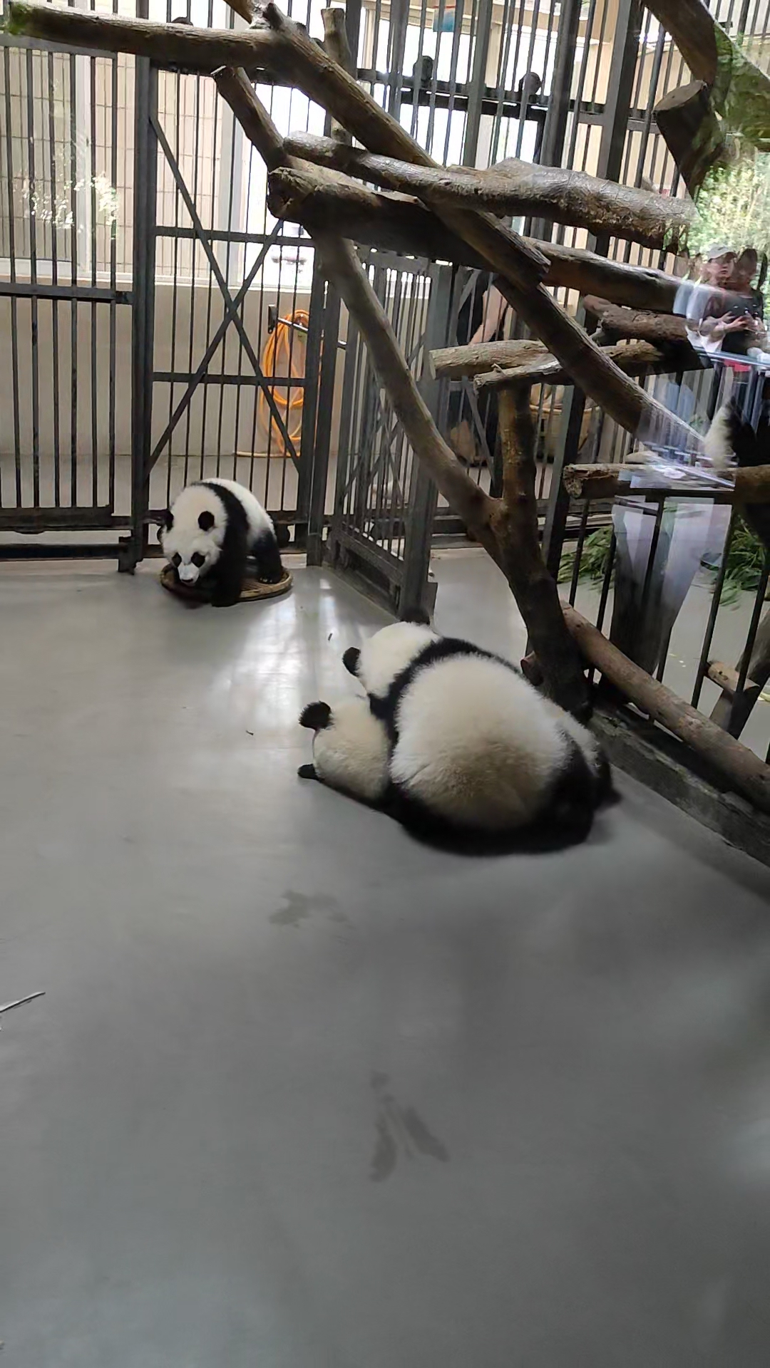 Panda Base - Sichuan