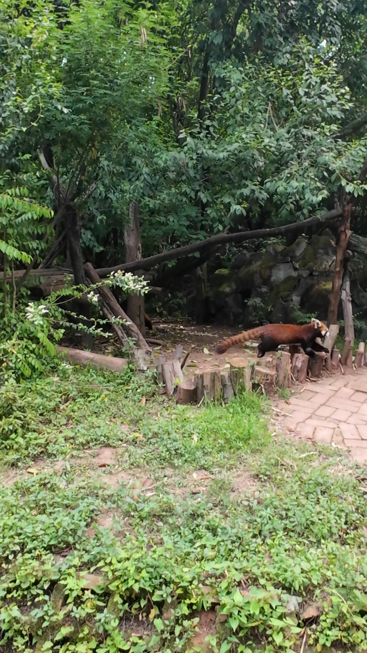 Panda Base - Sichuan