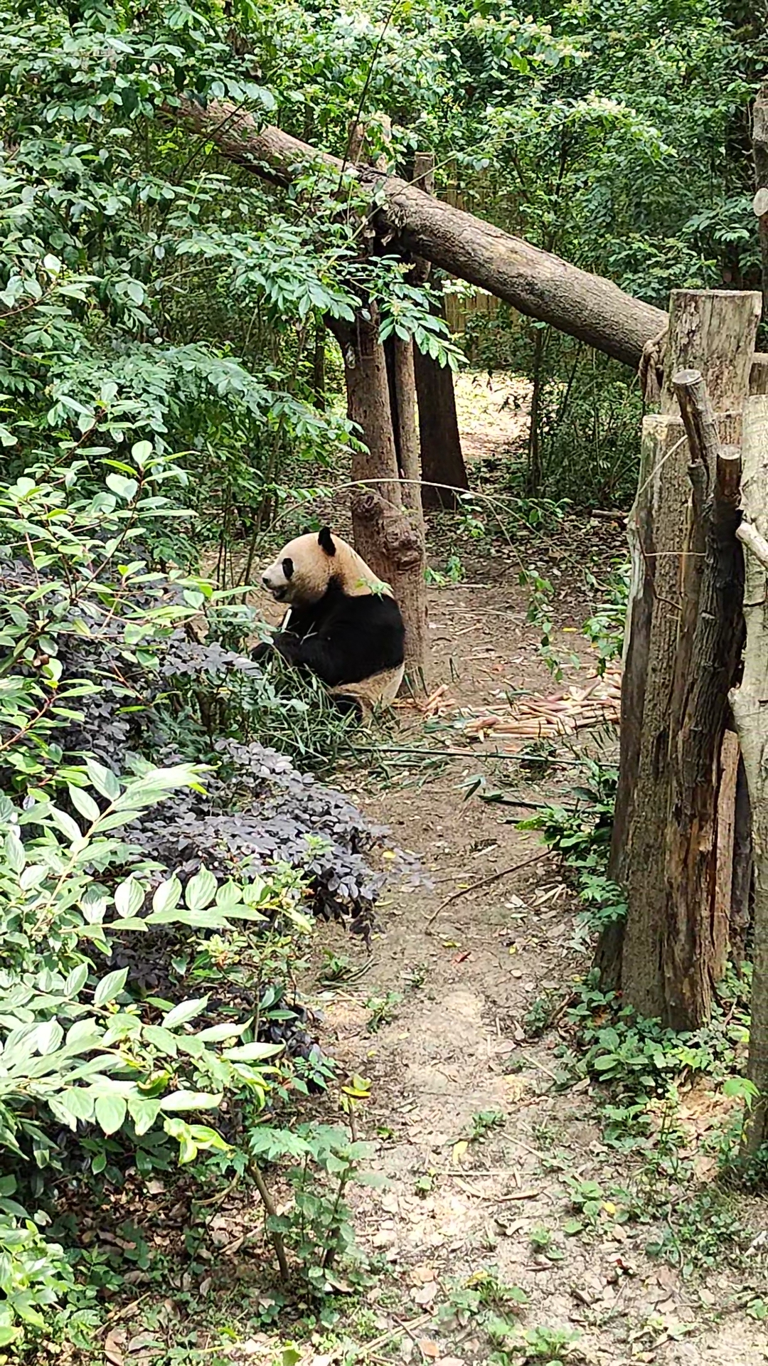 Panda Base - Sichuan