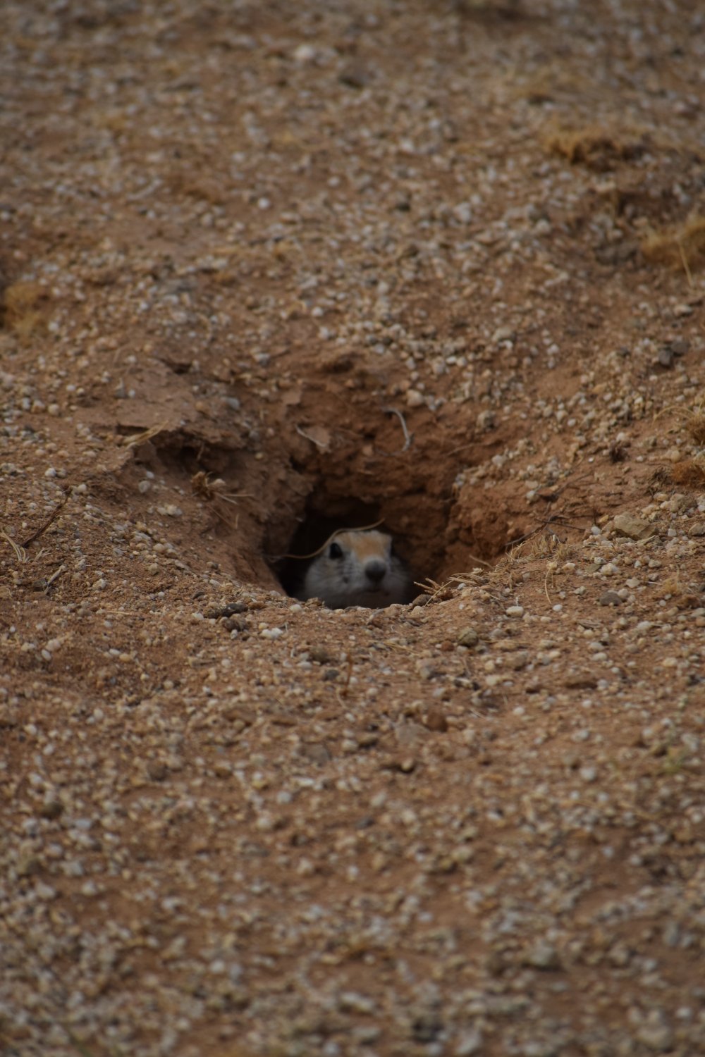 marmotte