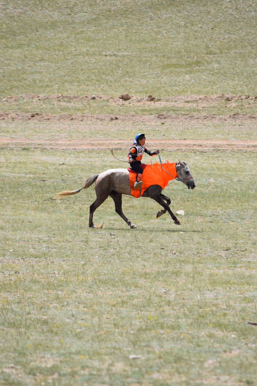 Naadam - Courses de chevaux