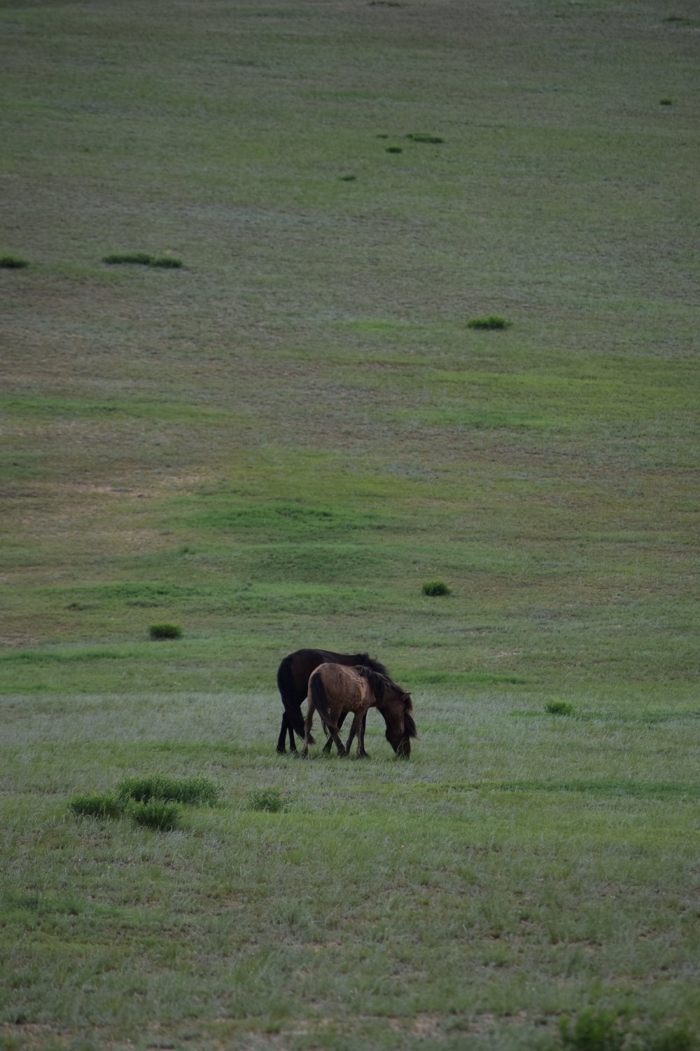 spot steppes