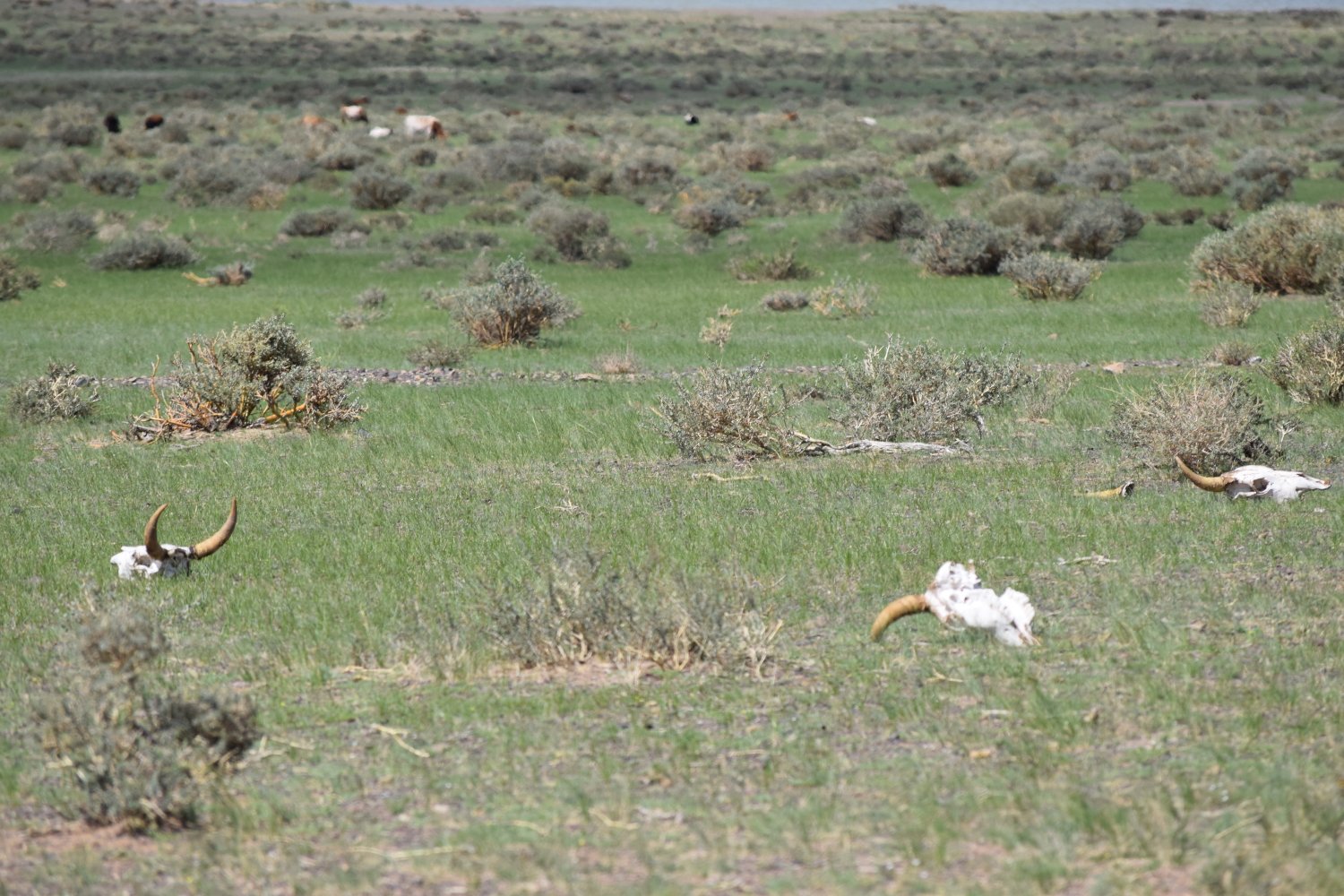 Piste steppes mongolie 