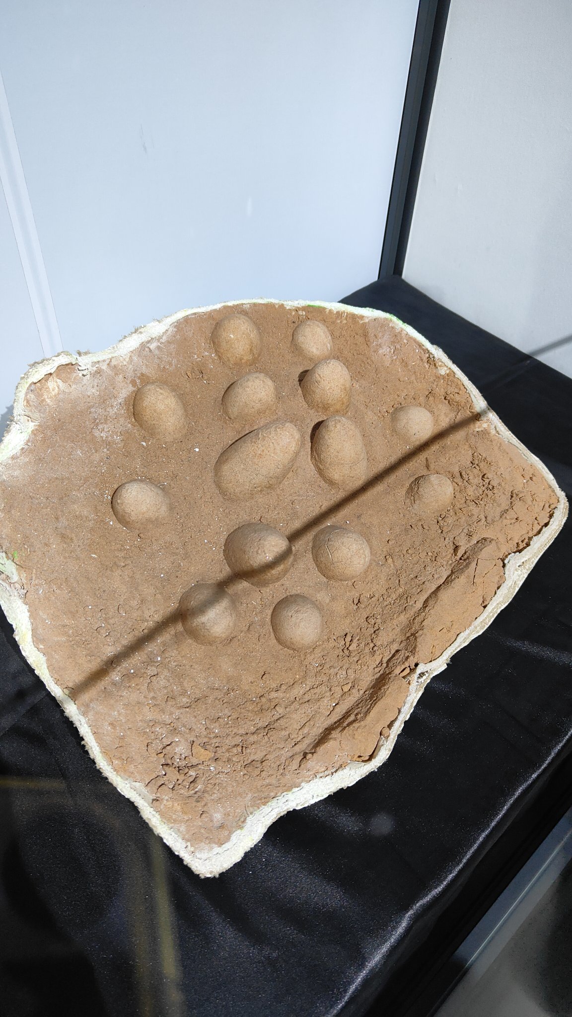 Oulan-Bator - Muséum d'histoire naturelle