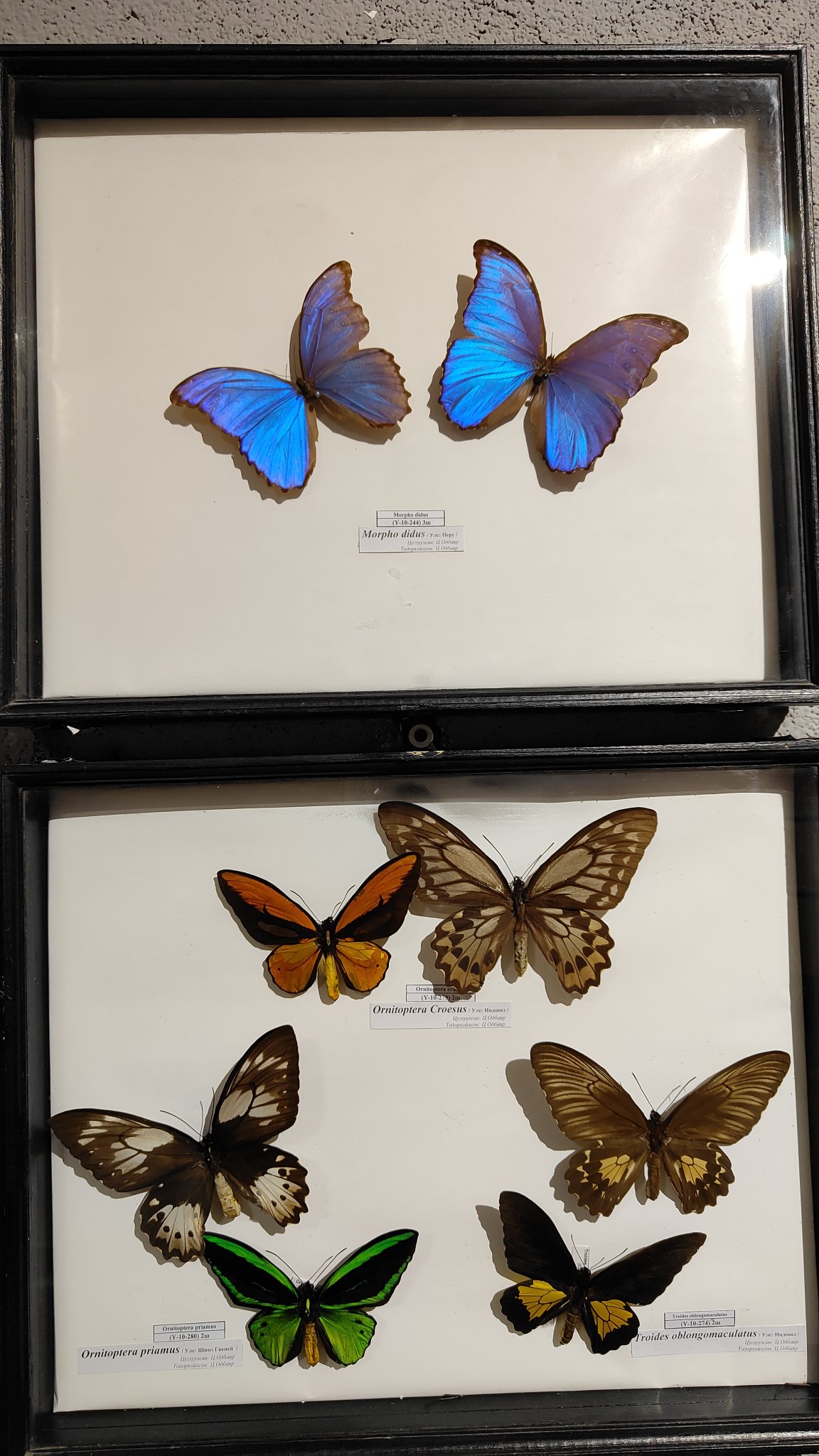 Oulan-Bator - Muséum d'histoire naturelle