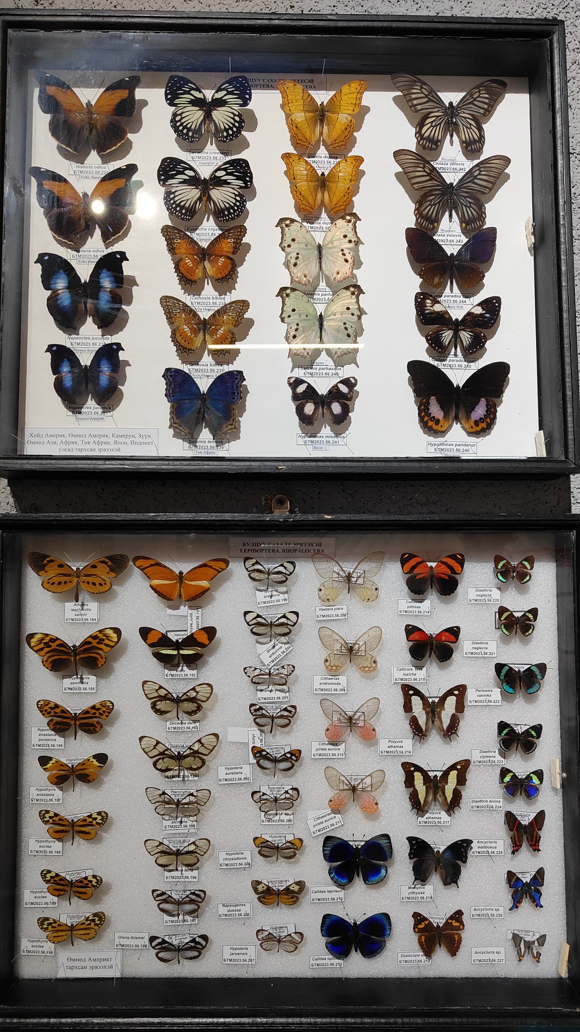 Oulan-Bator - Muséum d'histoire naturelle