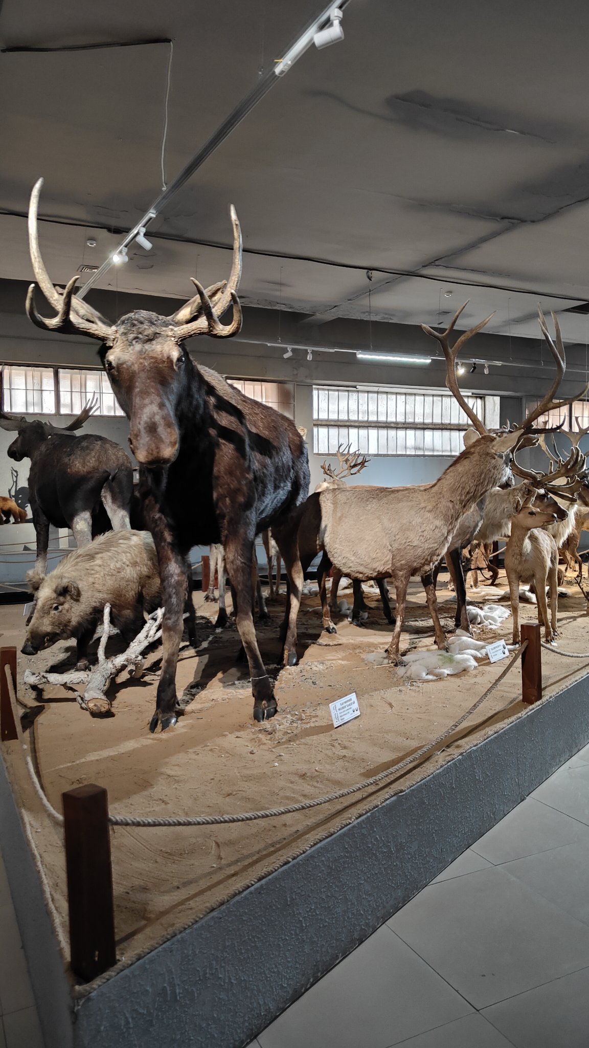 Oulan-Bator - Muséum d'histoire naturelle