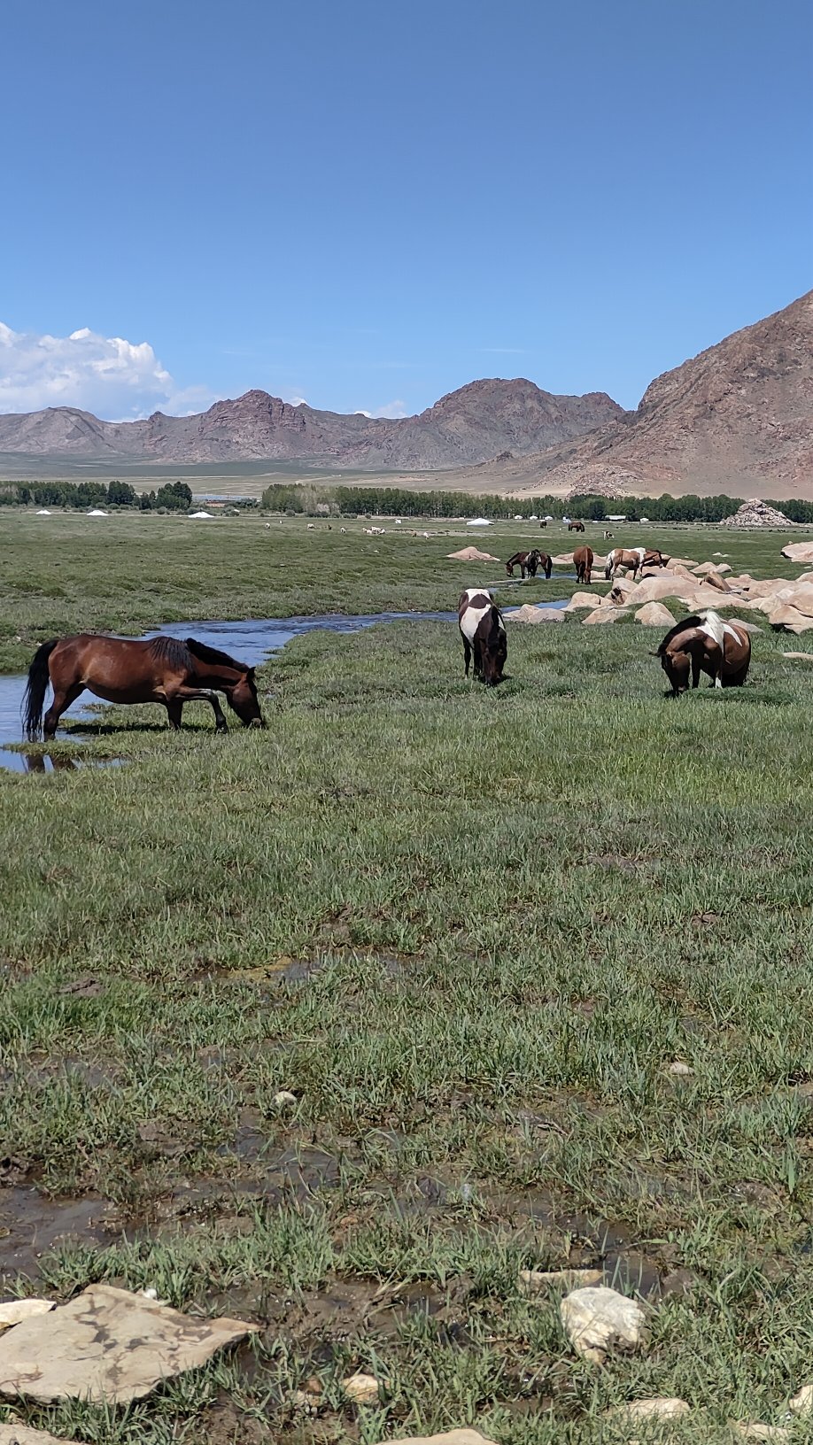 Khovd