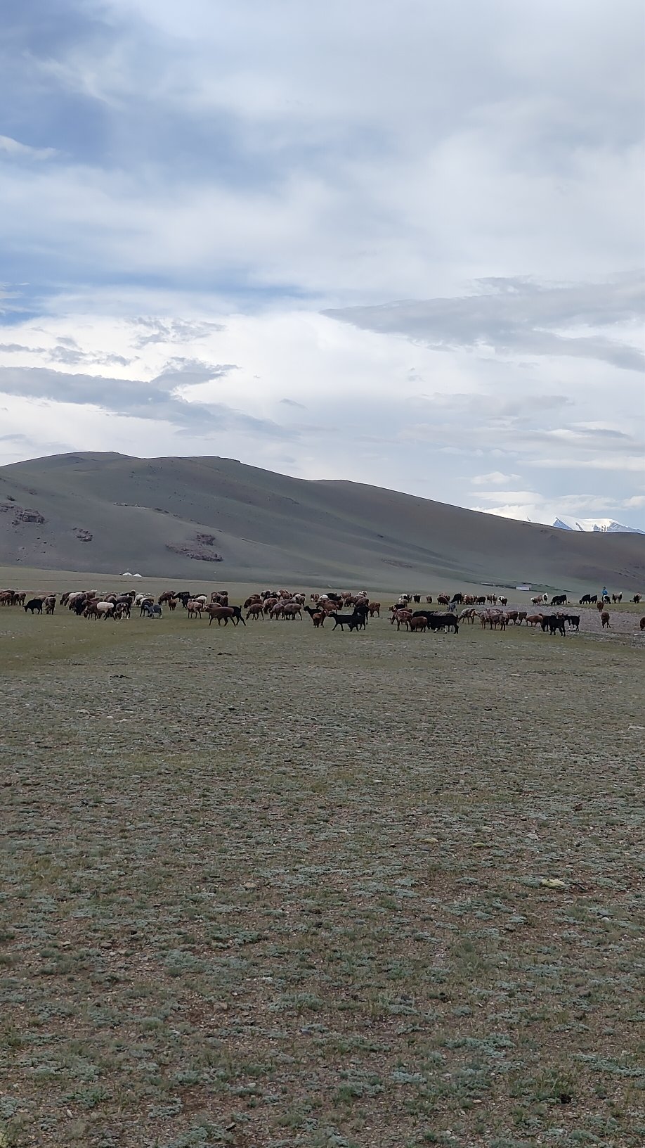 steppes