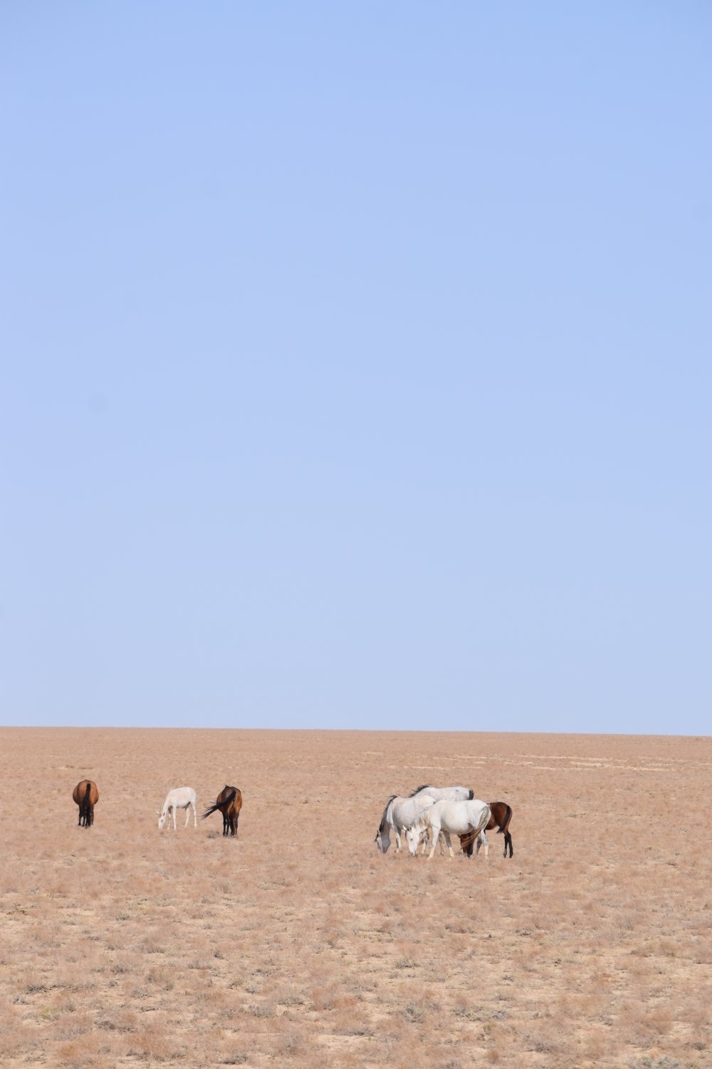 chevaux