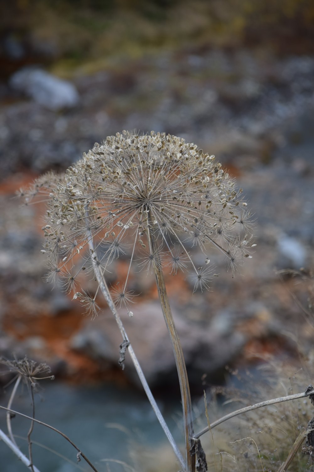 fleur