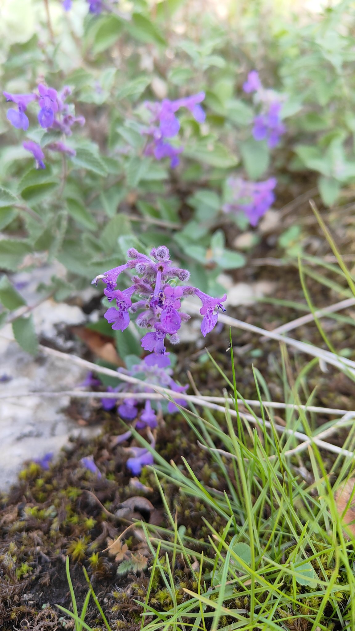 fleur
