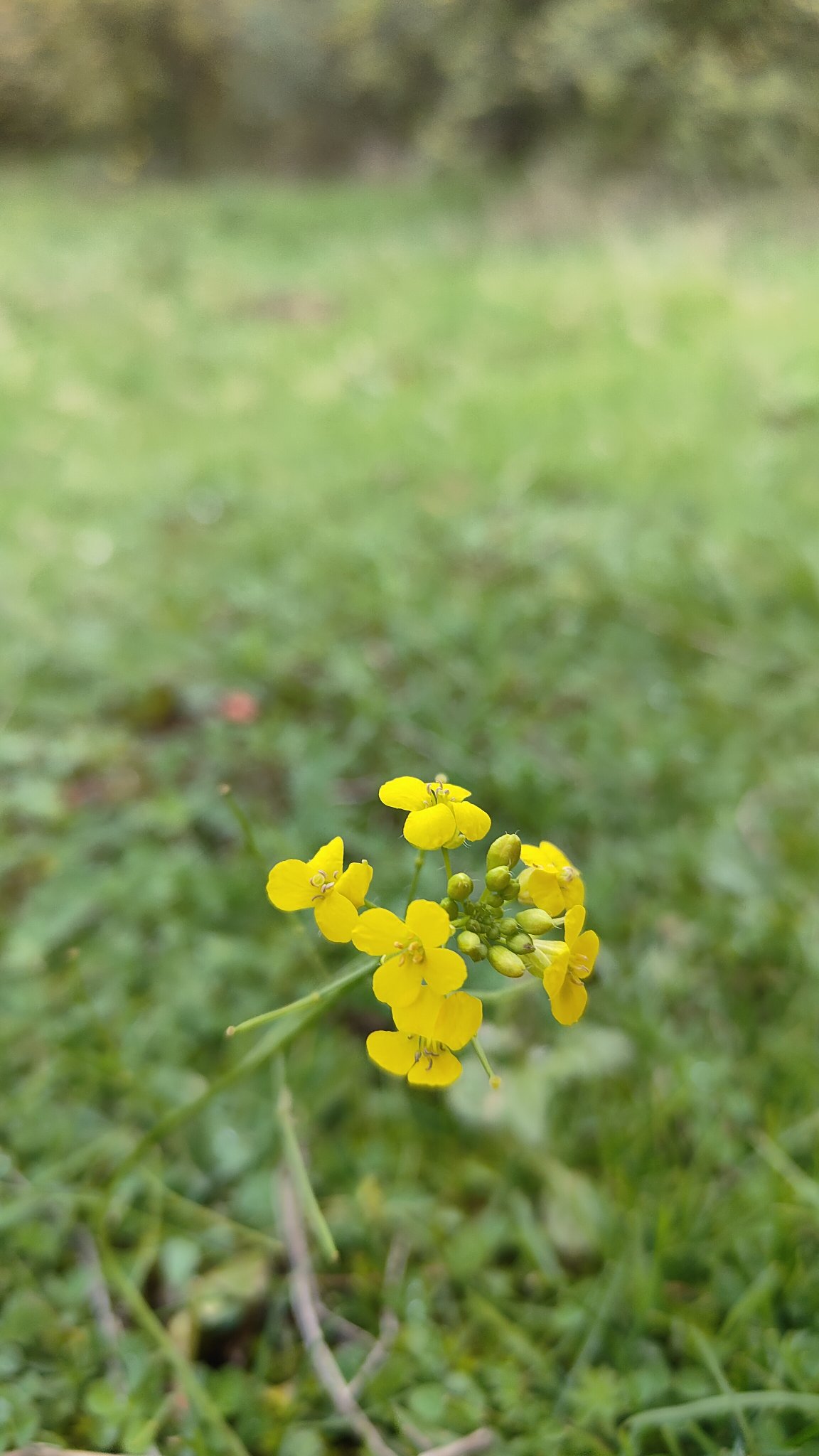 fleur
