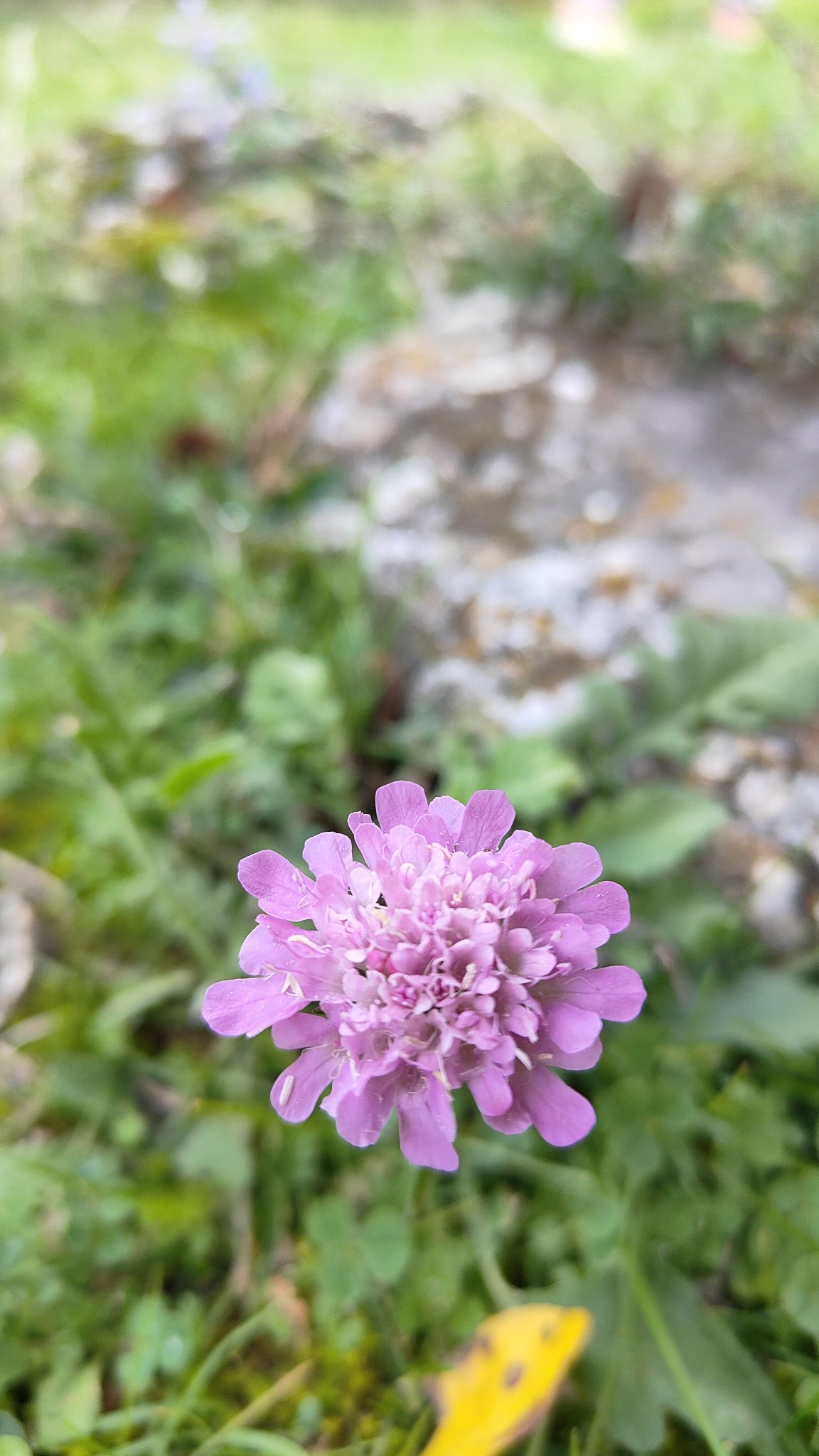 fleur