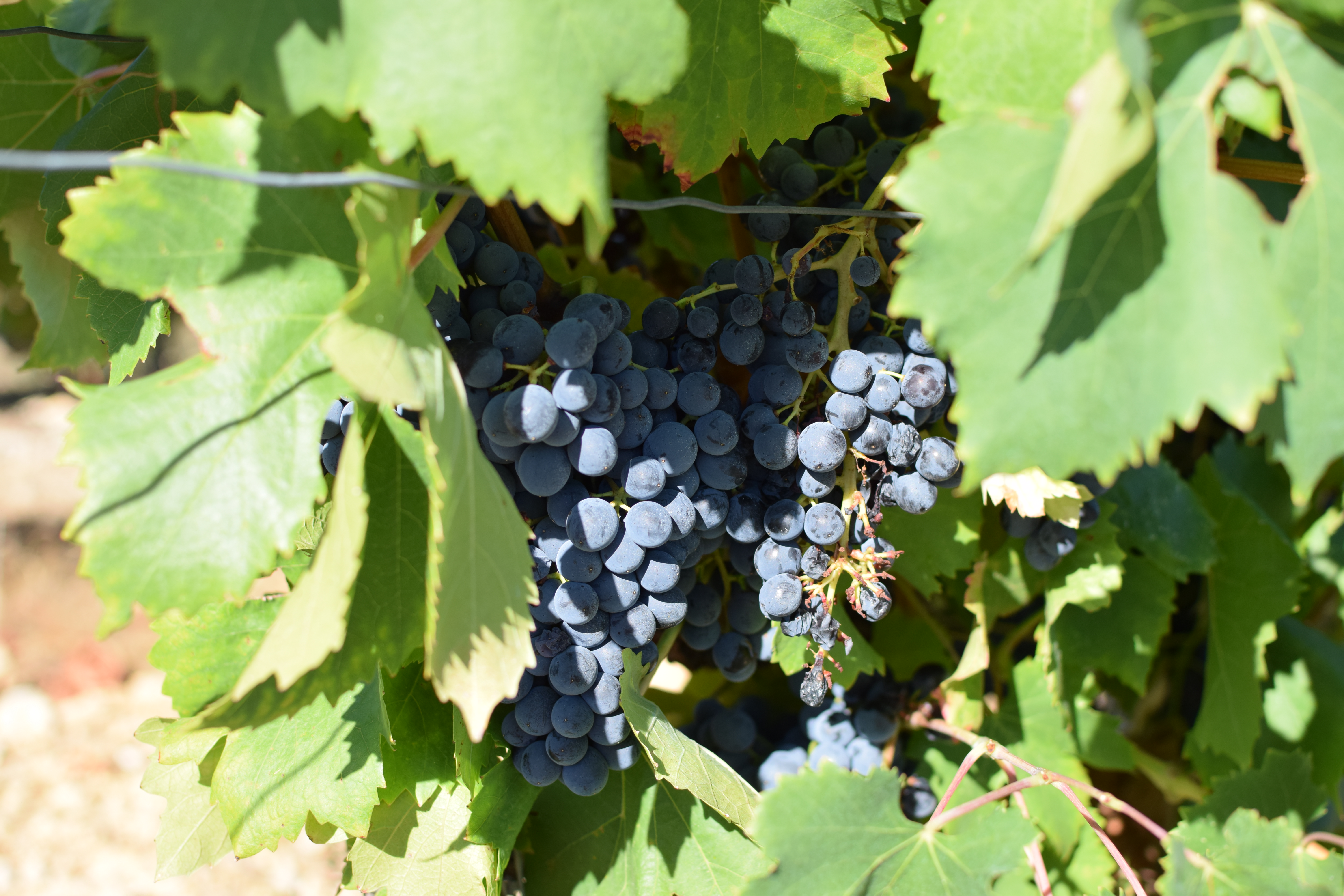 halte au milieu des vignes à Castries