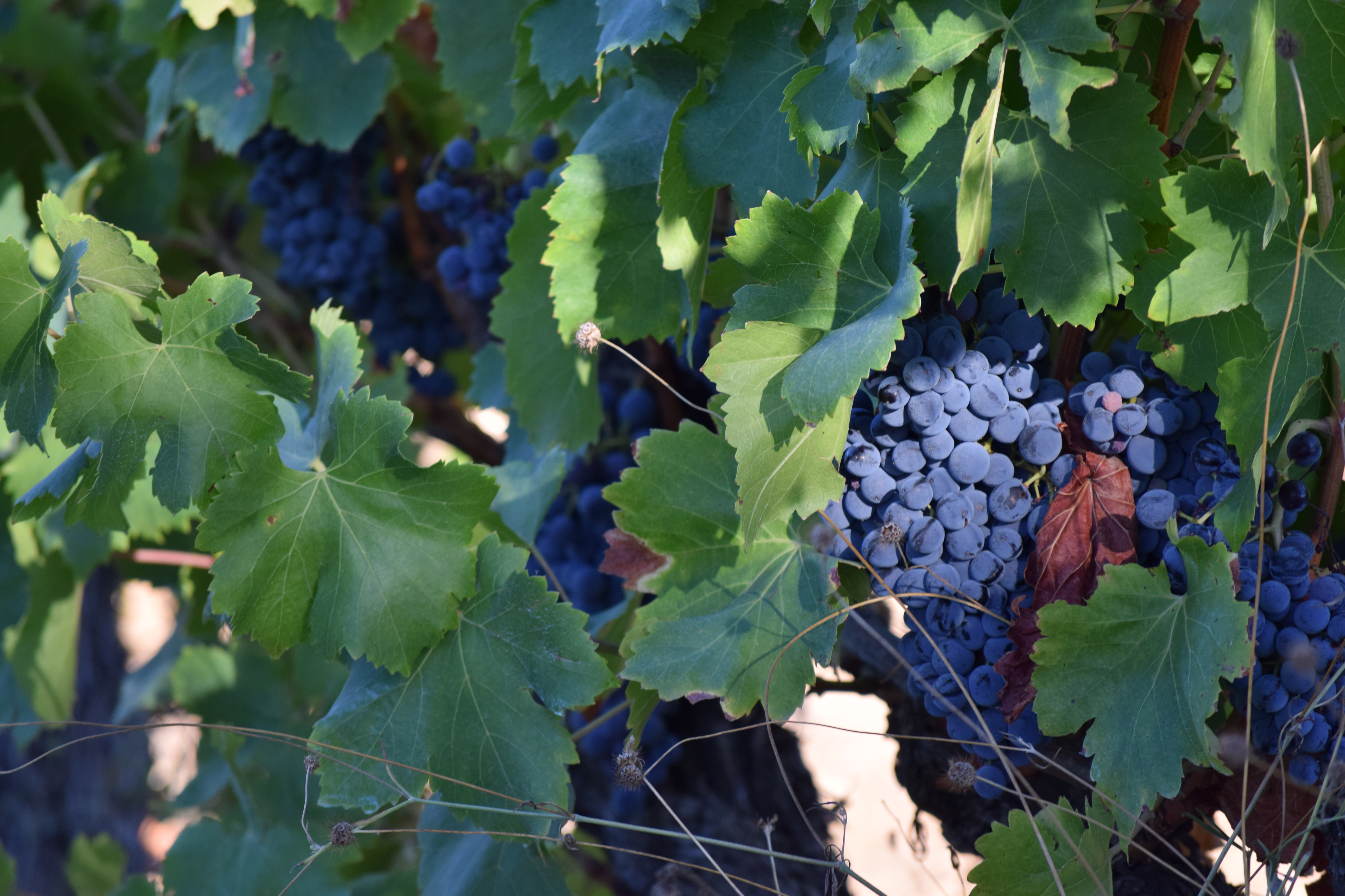 halte au milieu des vignes à Castries