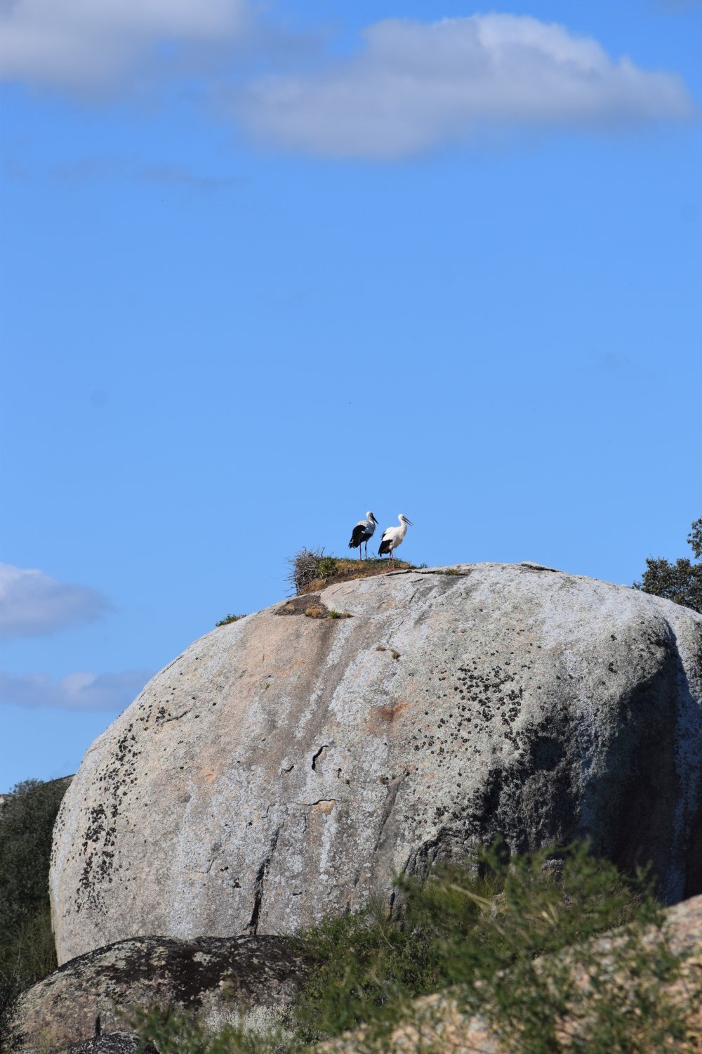 Cigogne
