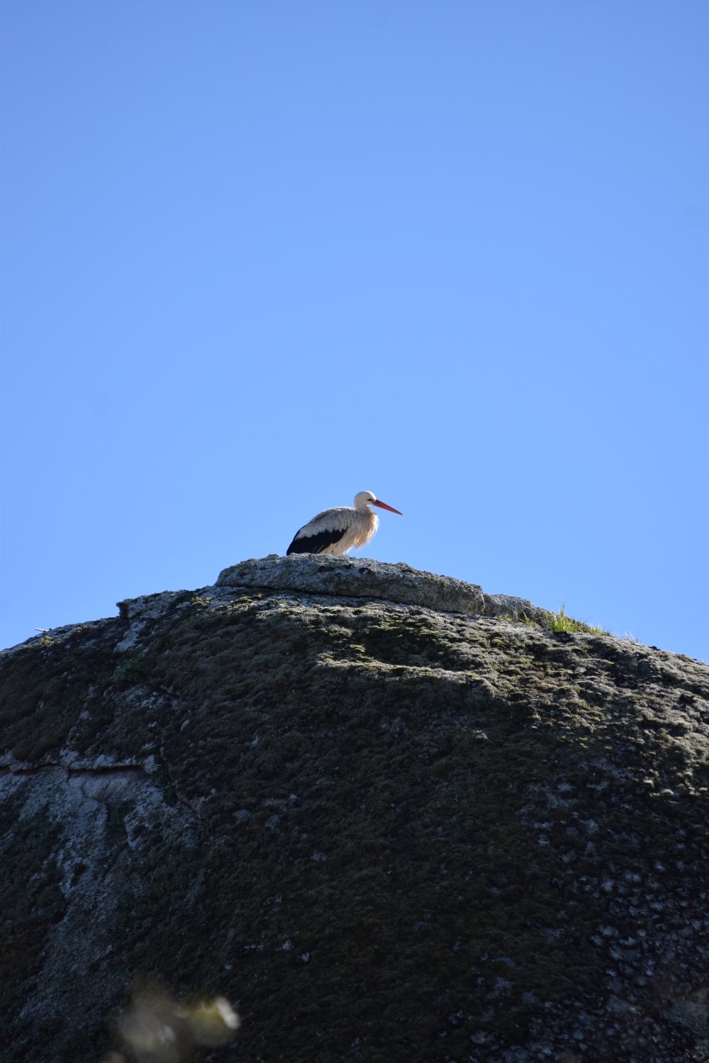 Cigogne