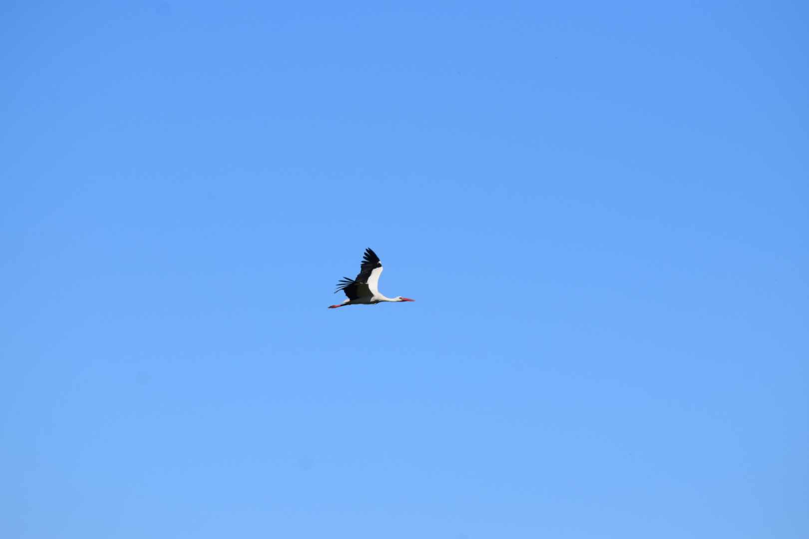 Cigogne