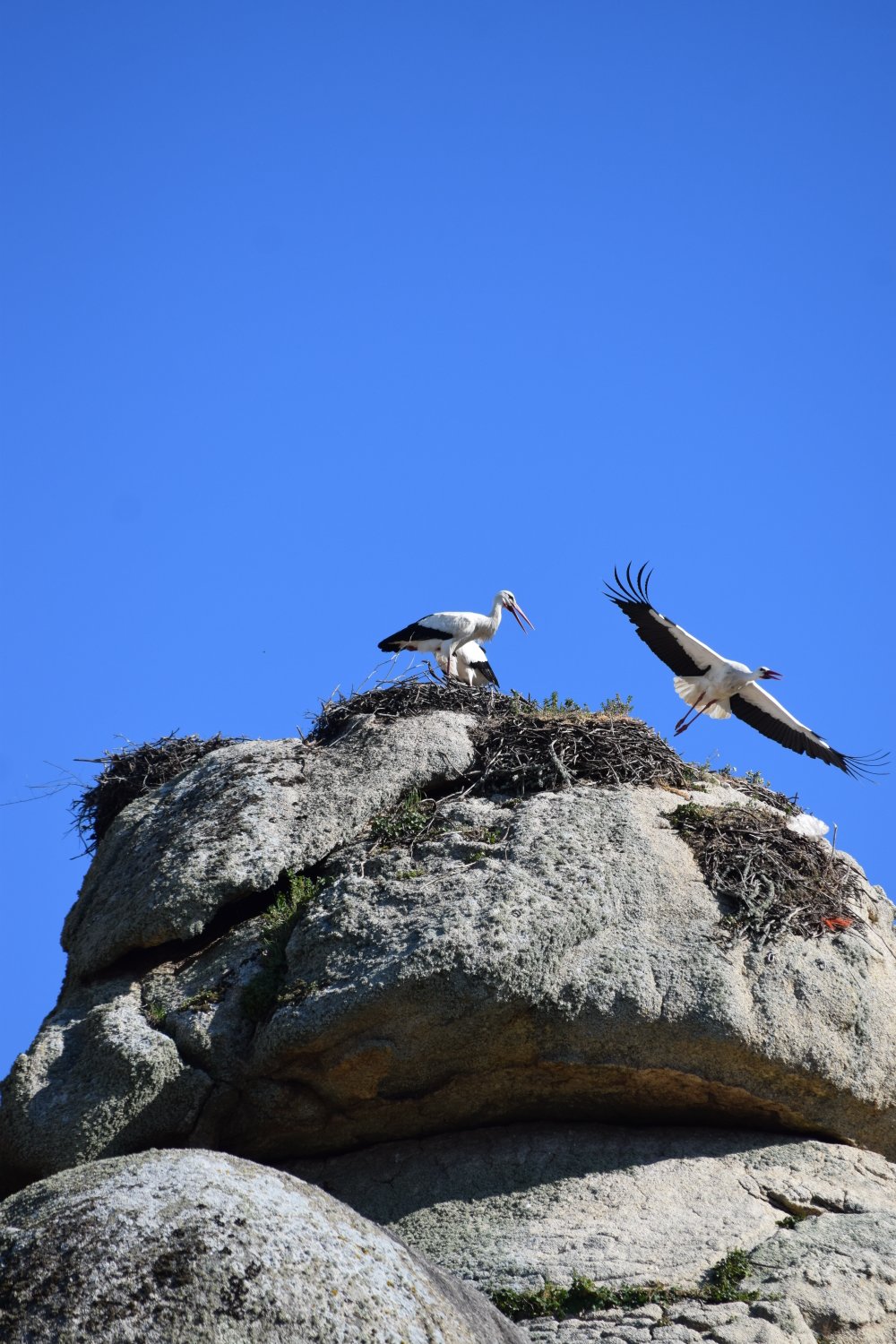 Cigogne
