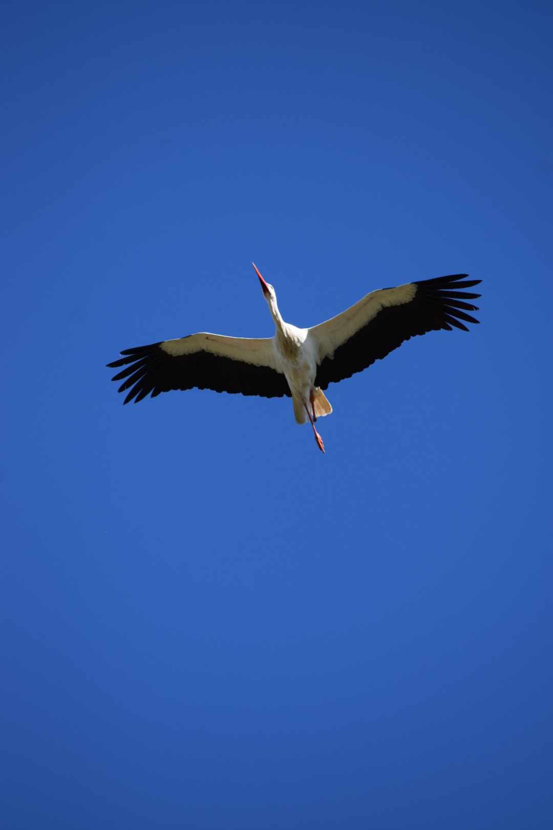 Cigogne