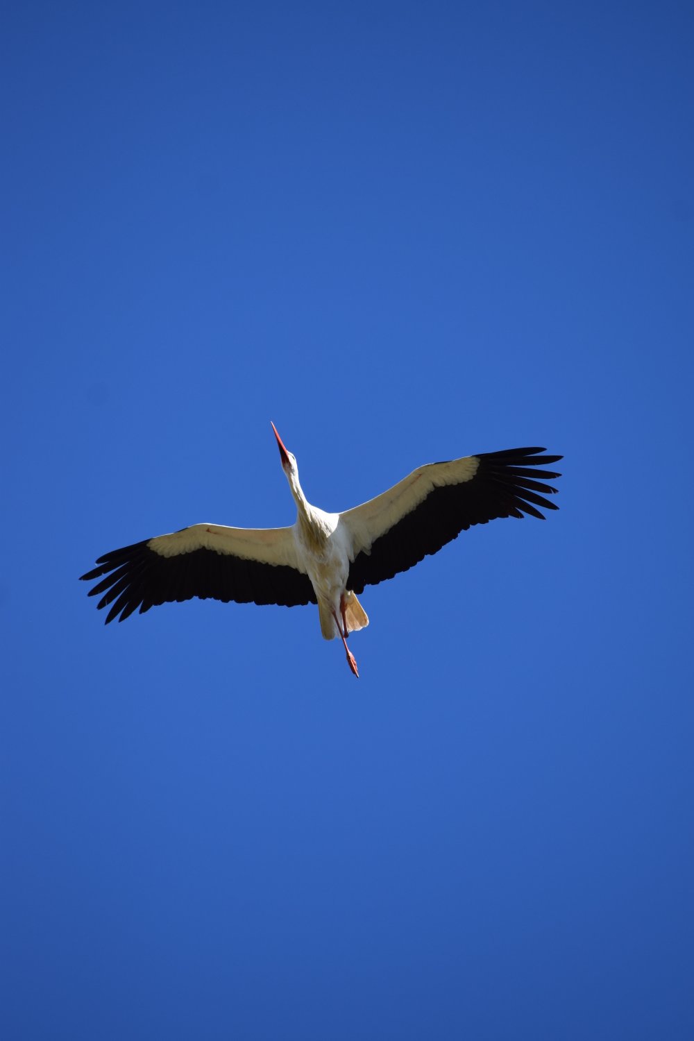 Cigogne