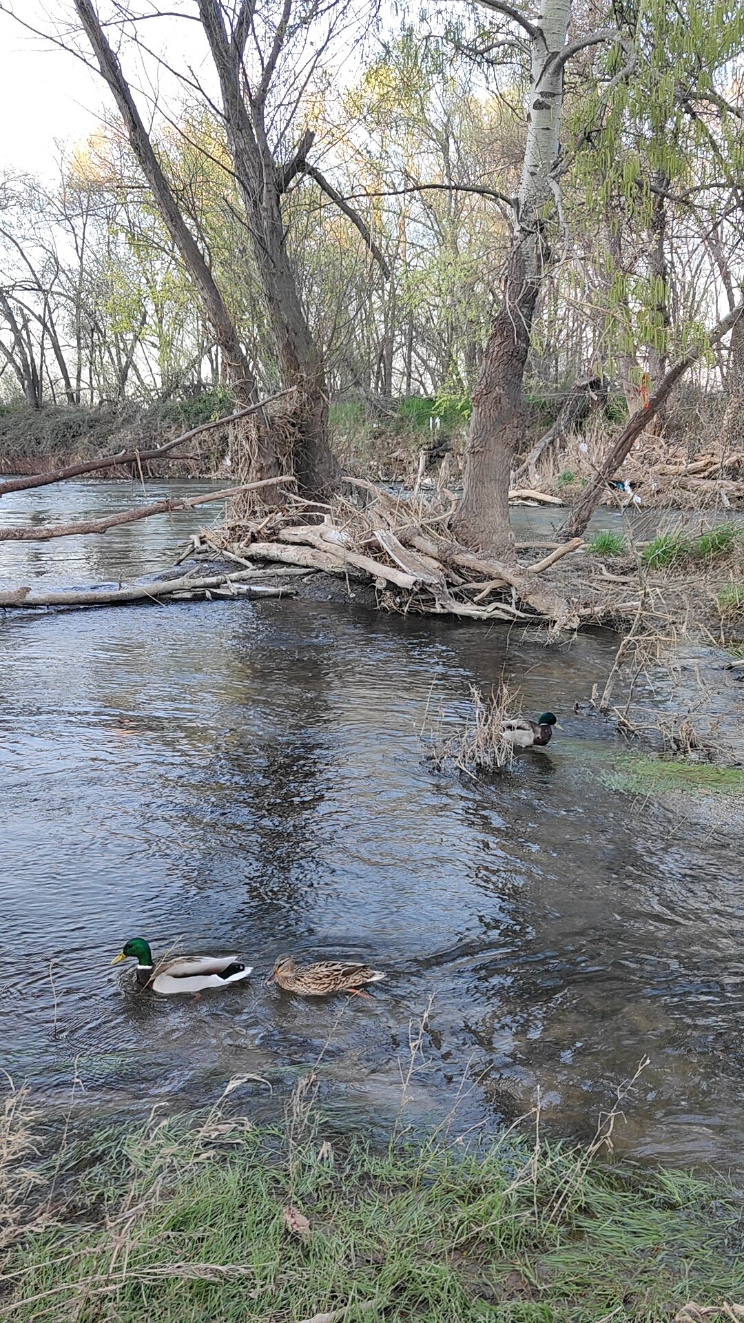 Rivière